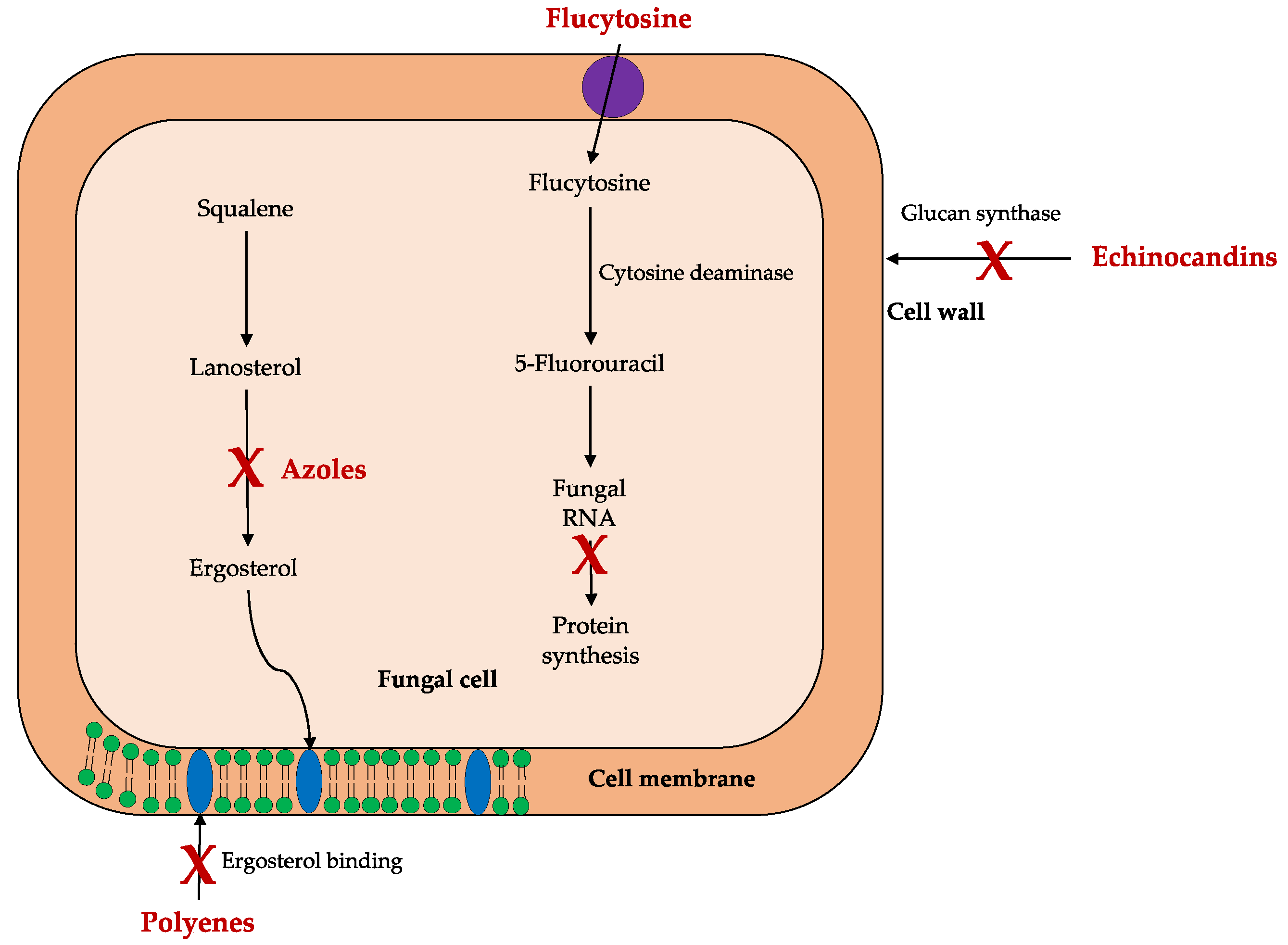 Molecules 25 05856 g001