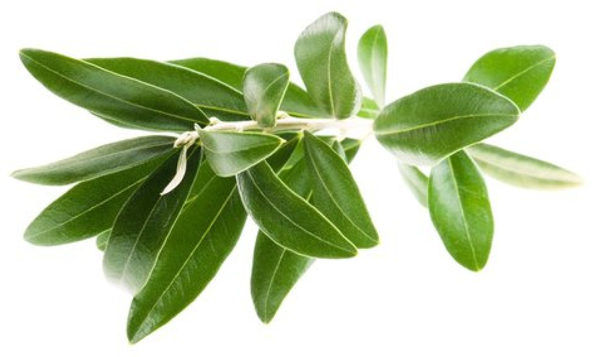 Molecules 25 05946 g001 Molecules 25 05946 g001