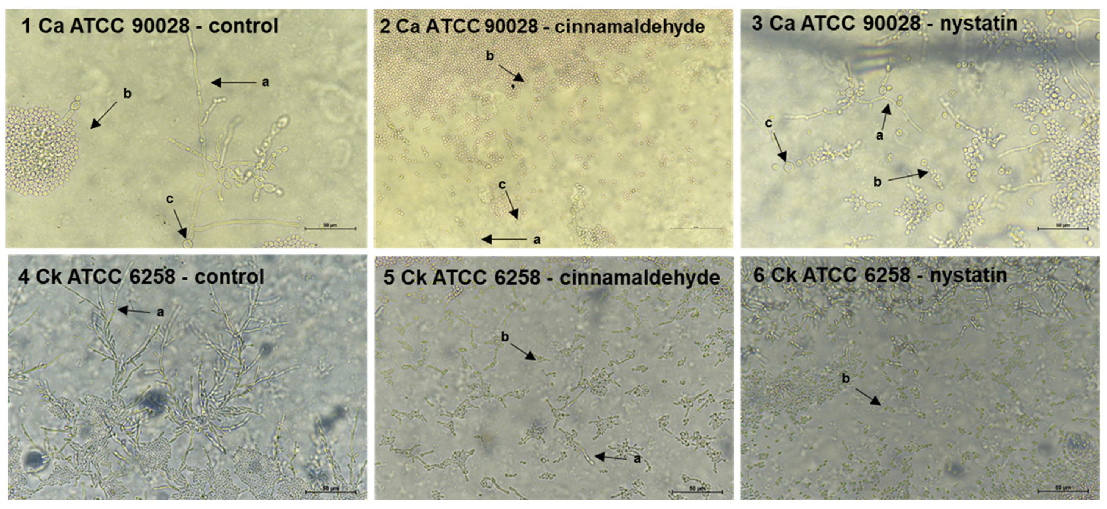 Molecules 25 05969 g002 Molecules 25 05969 g002