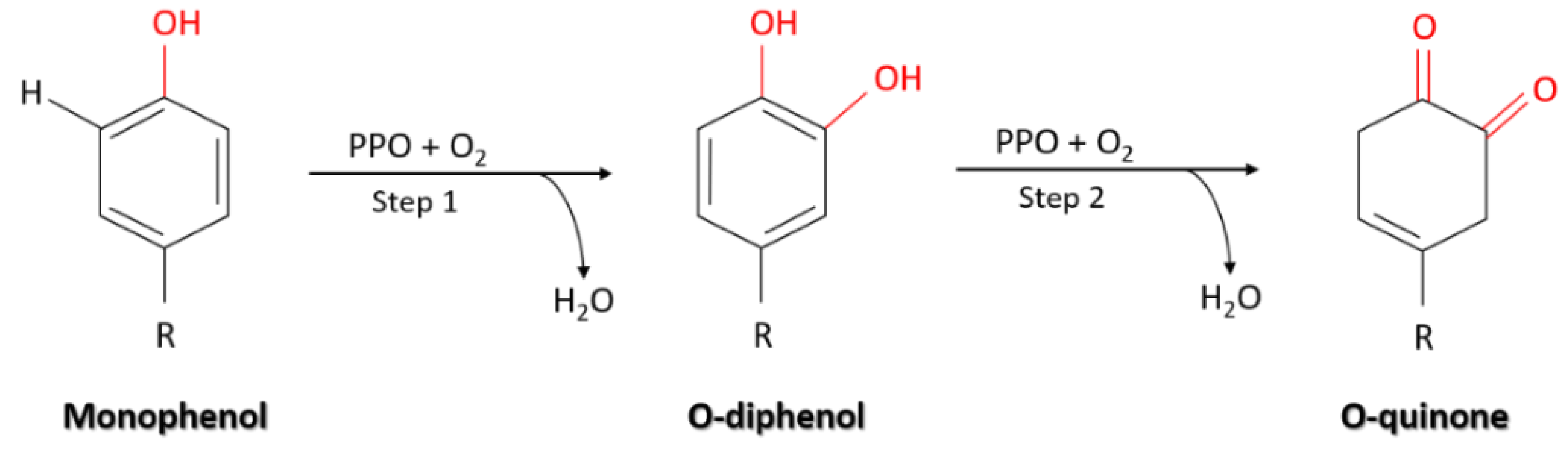 Molecules 25 05981 g001