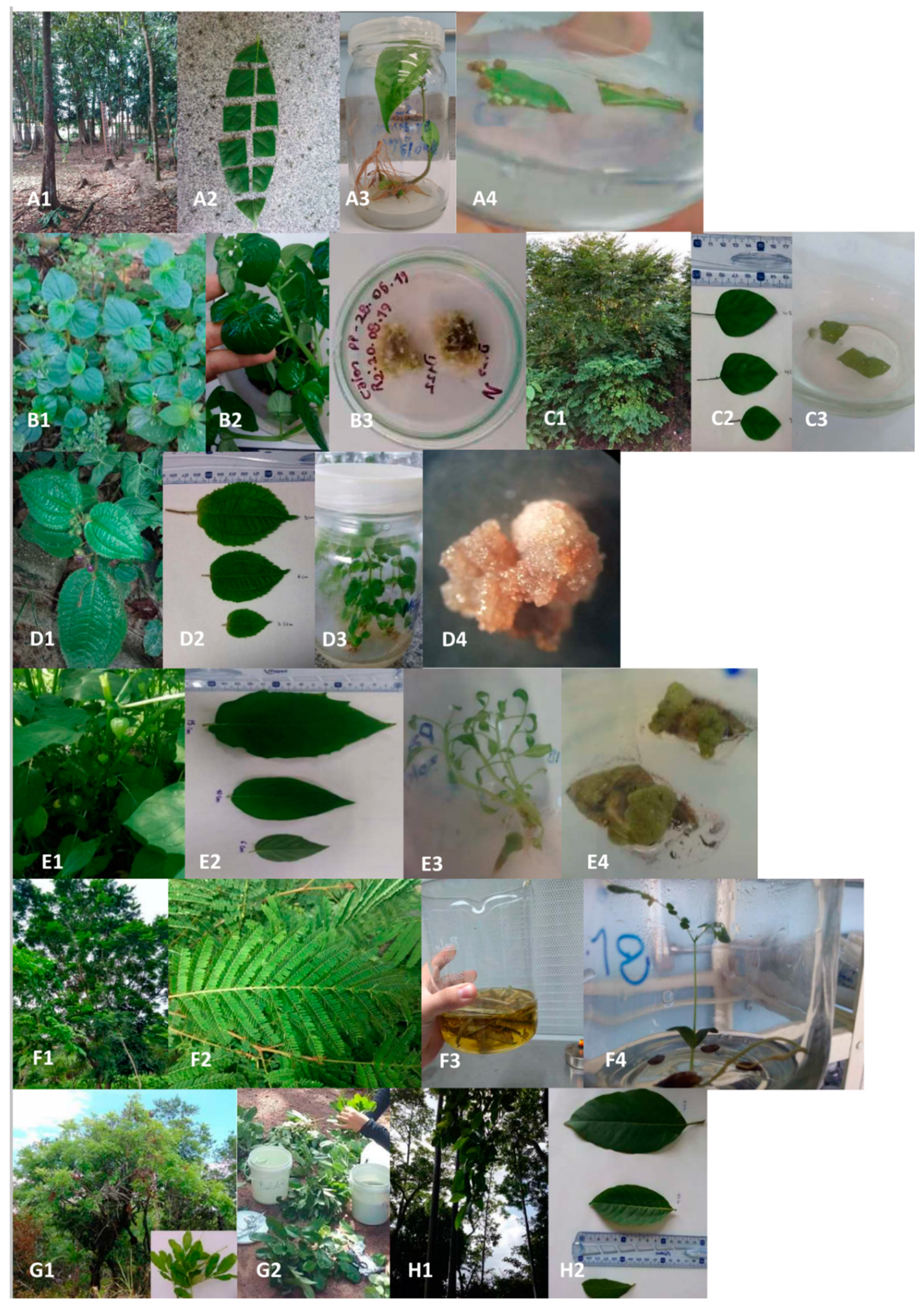 Molecules 25 05992 g003 Molecules 25 05992 g003