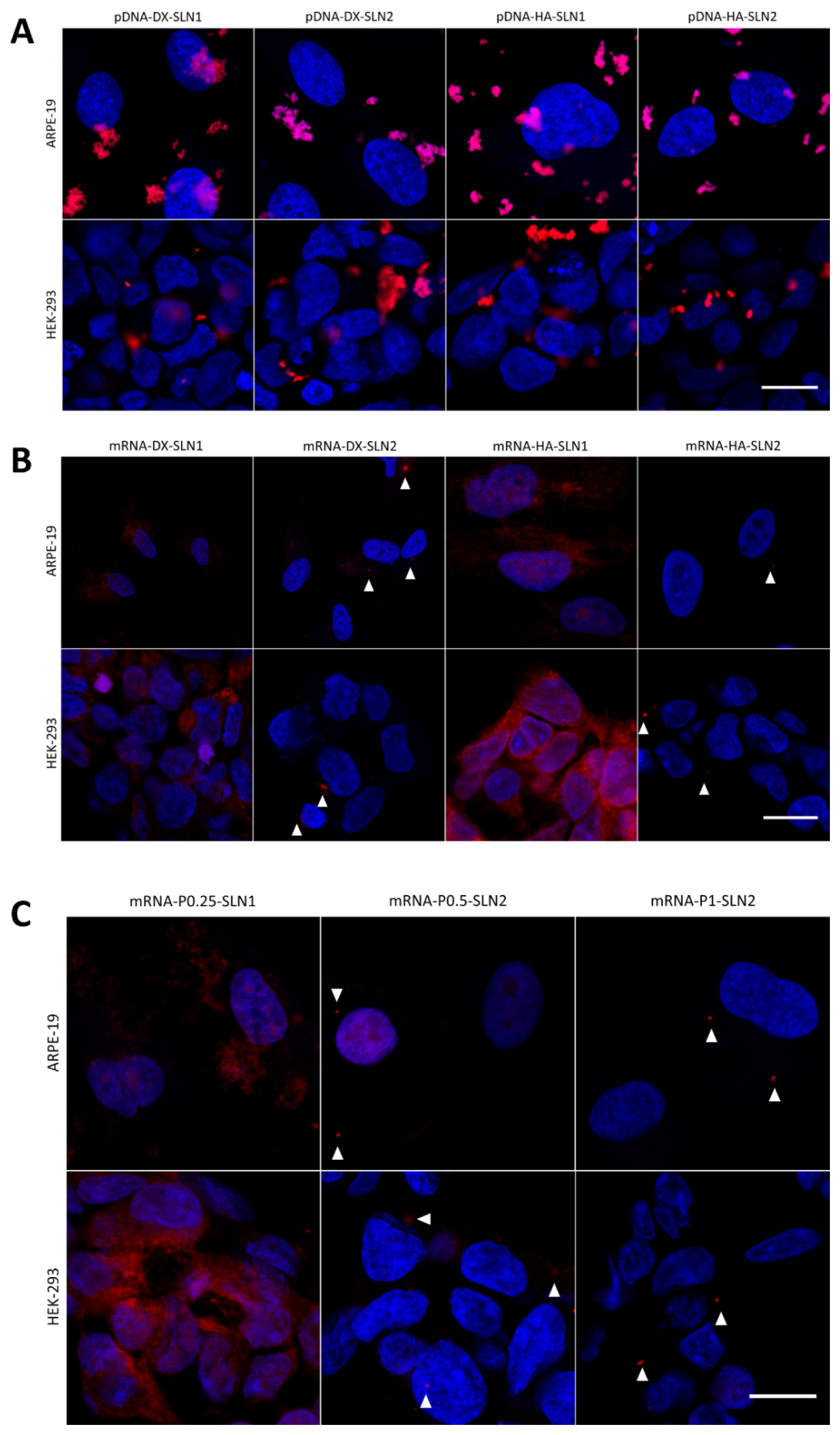 Molecules 25 05995 g007