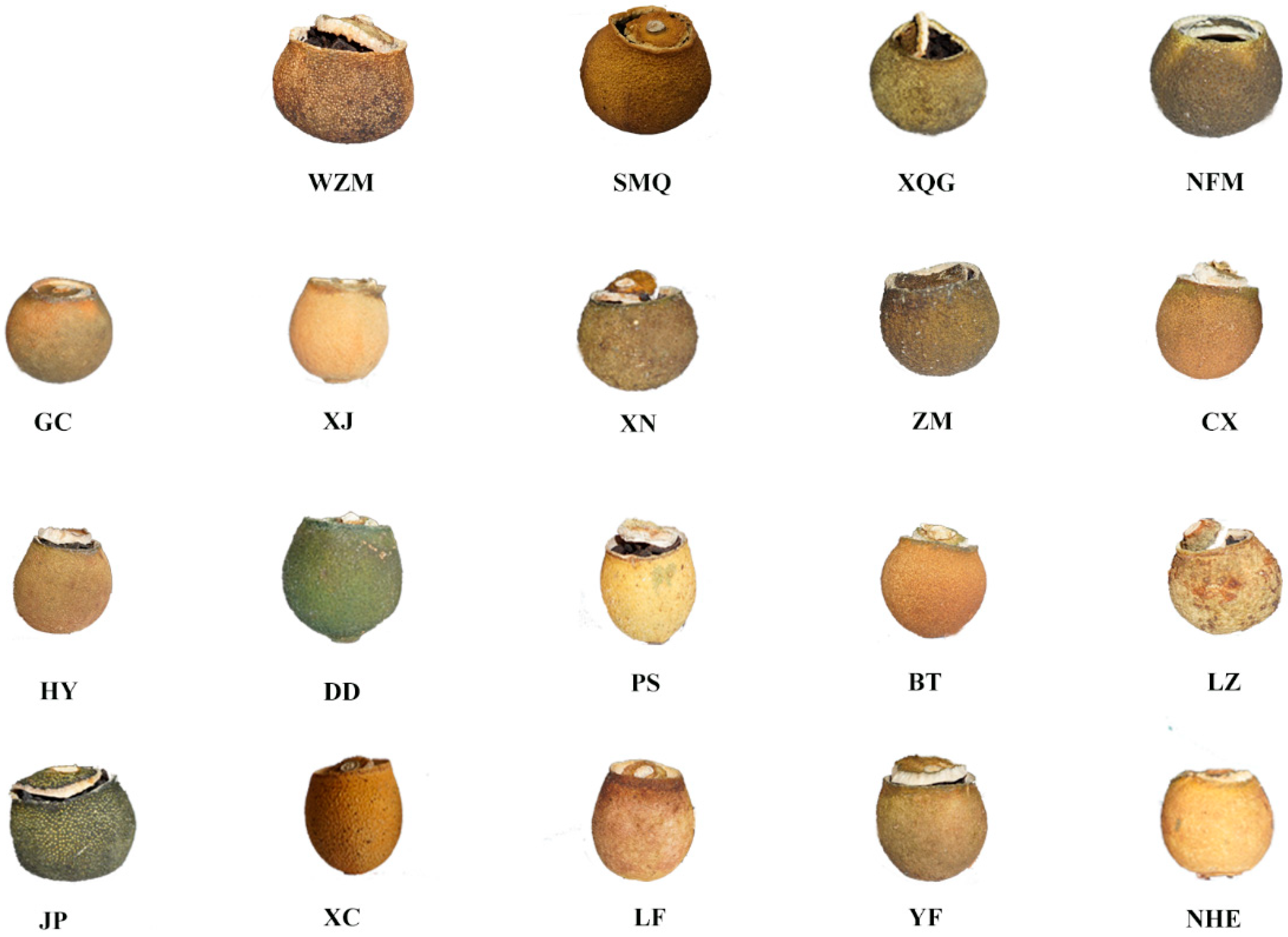 Molecules 25 06027 g009