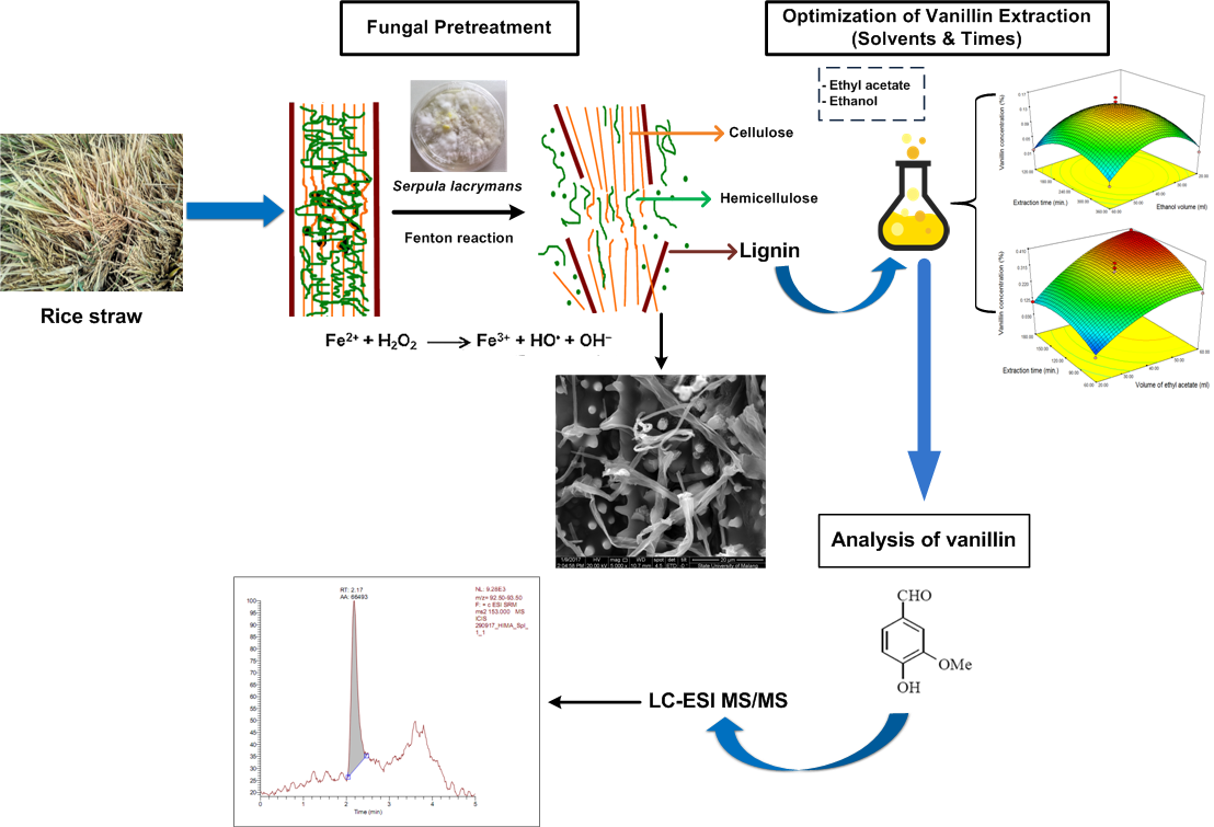 extraction vanilline