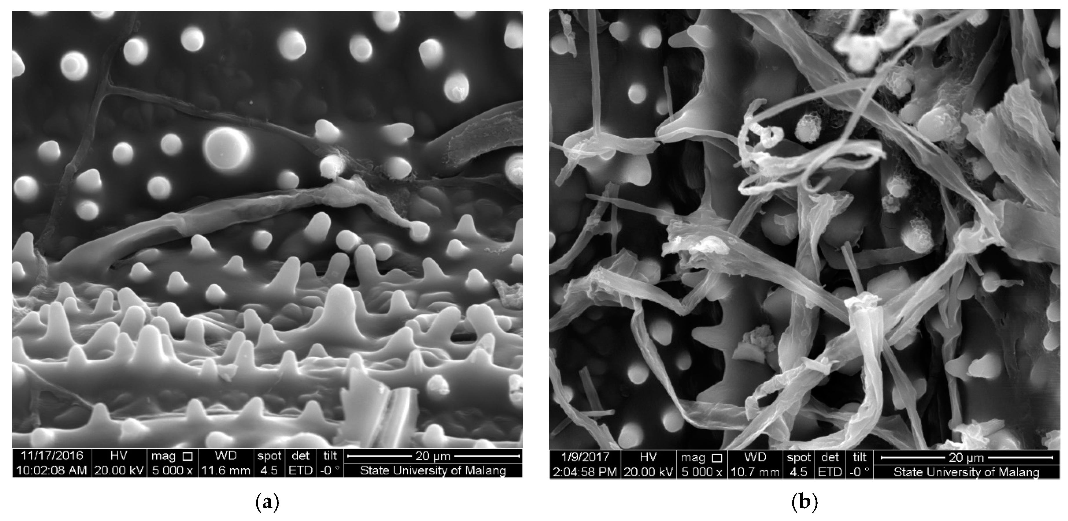 Molecules 25 06031 g002 Molecules 25 06031 g002