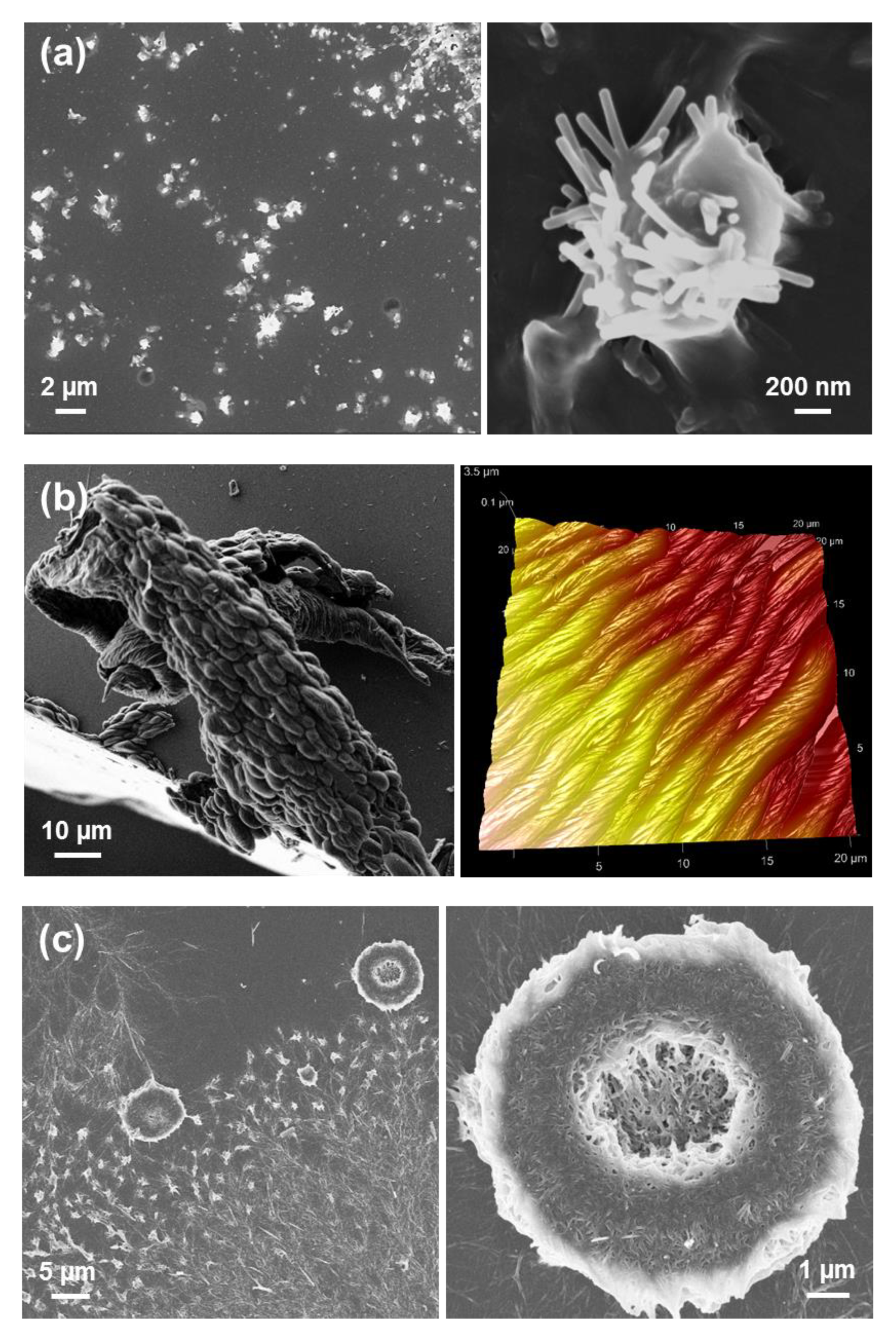 Molecules 25 06037 g013