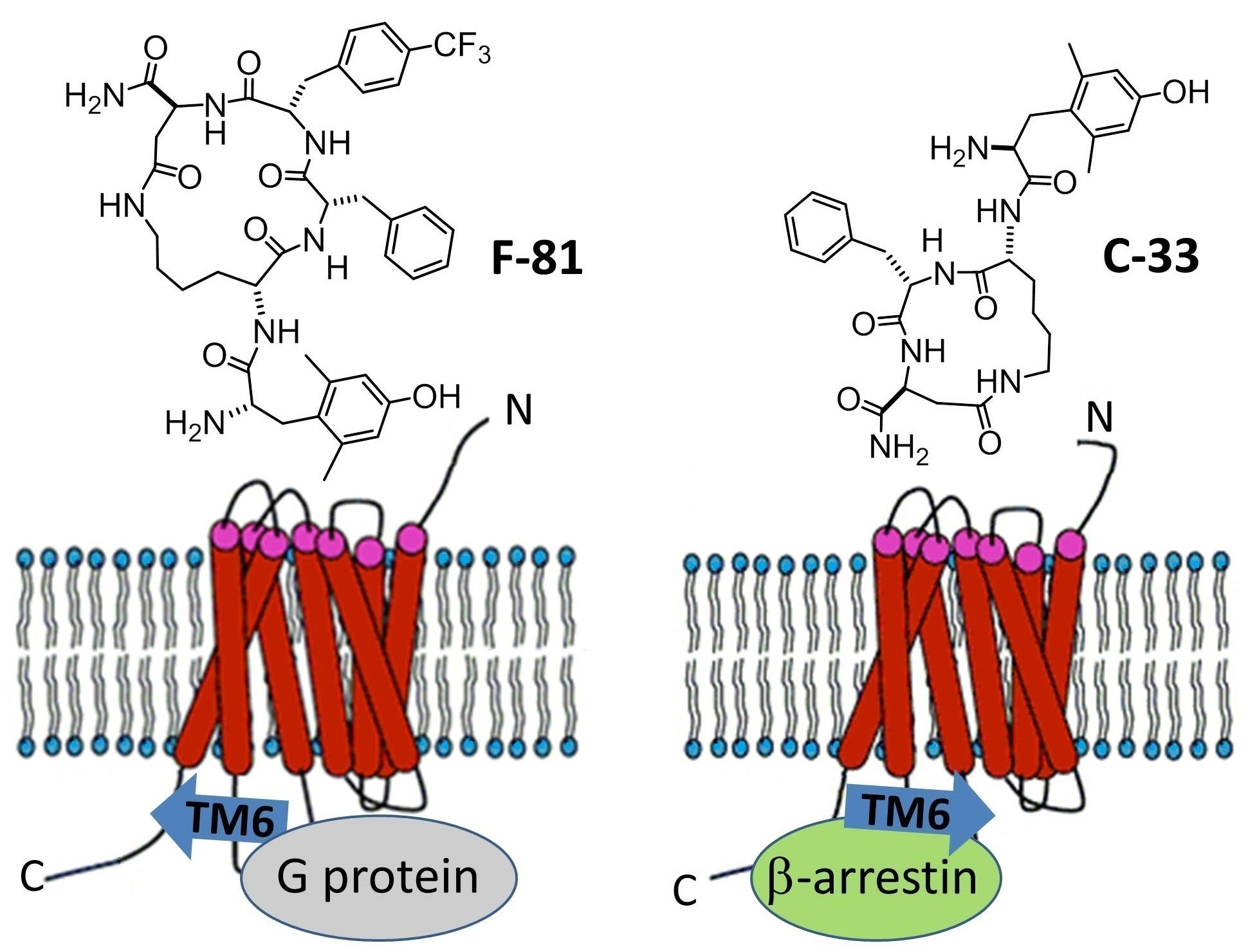 Molecules Free Full Text Pharmacological Characterization Of µ Opioid Receptor Agonists With Biased G Protein Or B Arrestin Signaling And Computational Study Of Conformational Changes During Receptor Activation