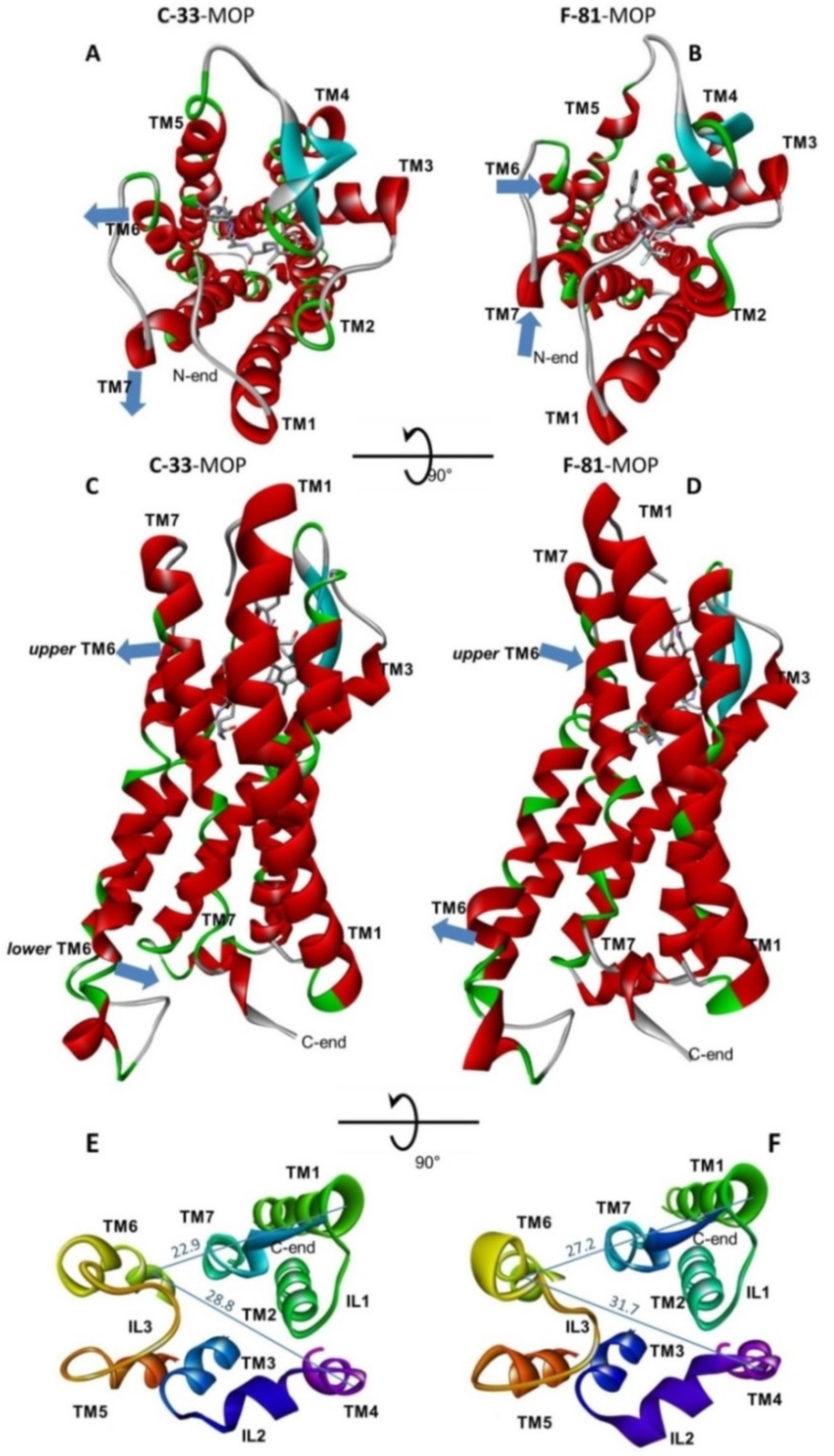 Molecules Free Full Text Pharmacological Characterization Of µ Opioid Receptor Agonists With Biased G Protein Or B Arrestin Signaling And Computational Study Of Conformational Changes During Receptor Activation Html