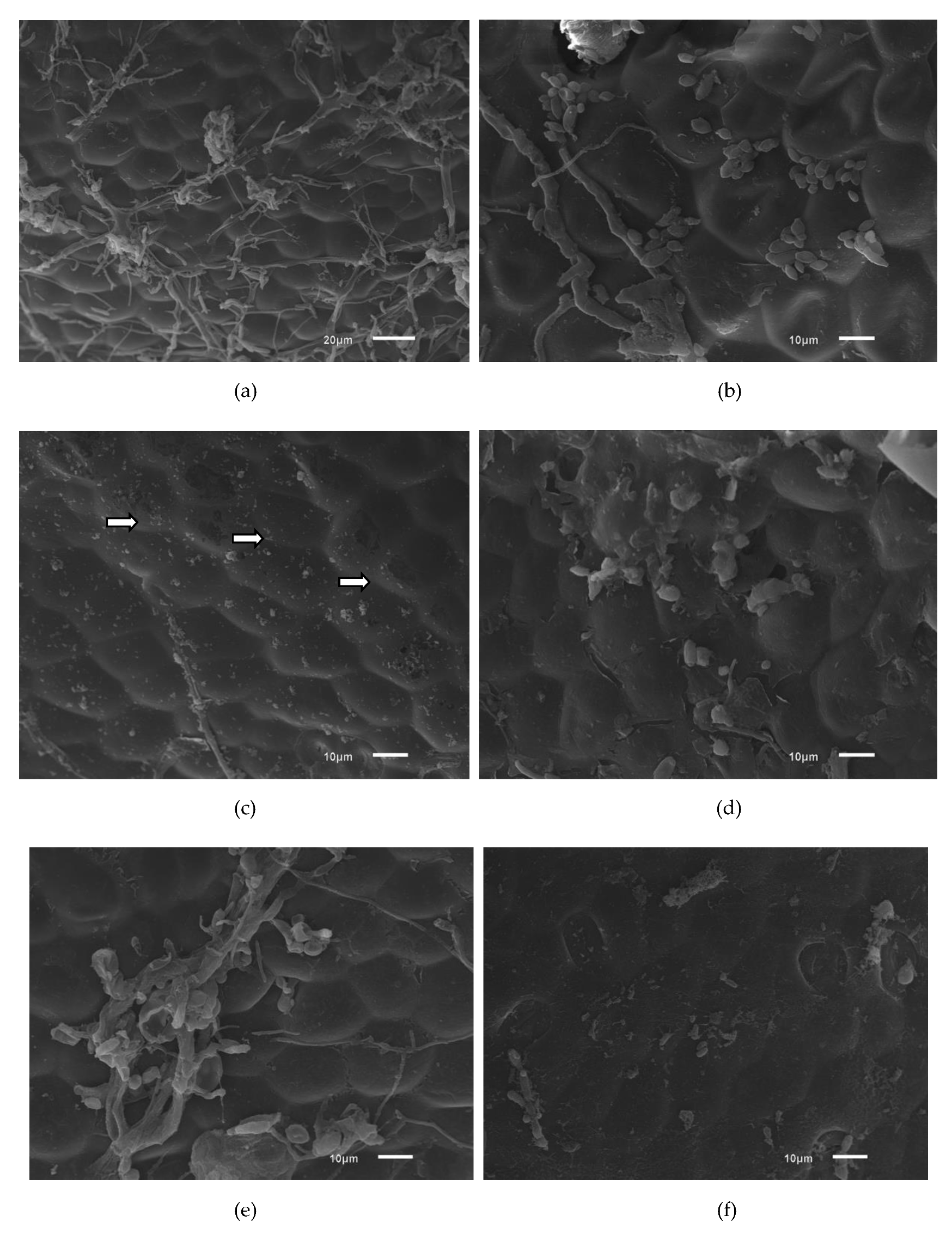 Molecules 26 00016 g004a Molecules 26 00016 g004a