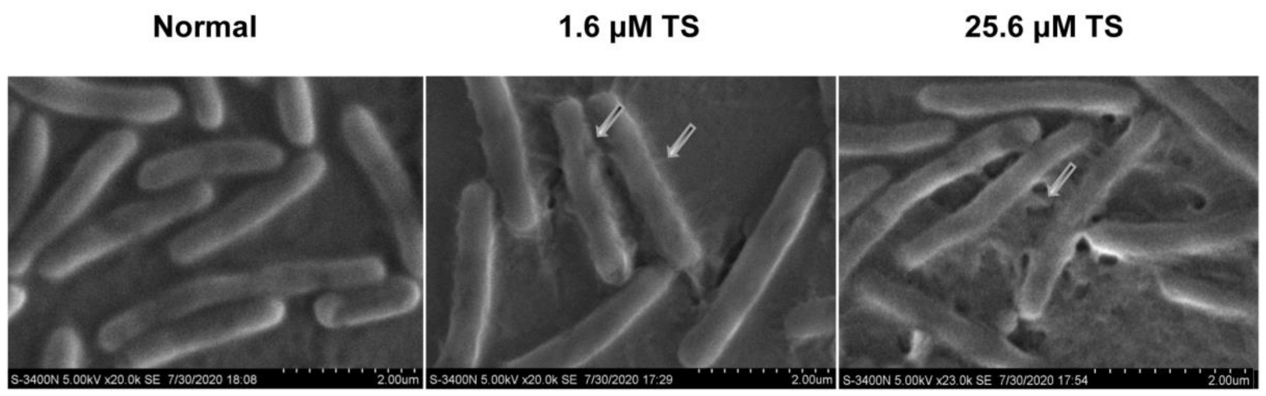 Molecules 26 00060 g004 Molecules 26 00060 g004