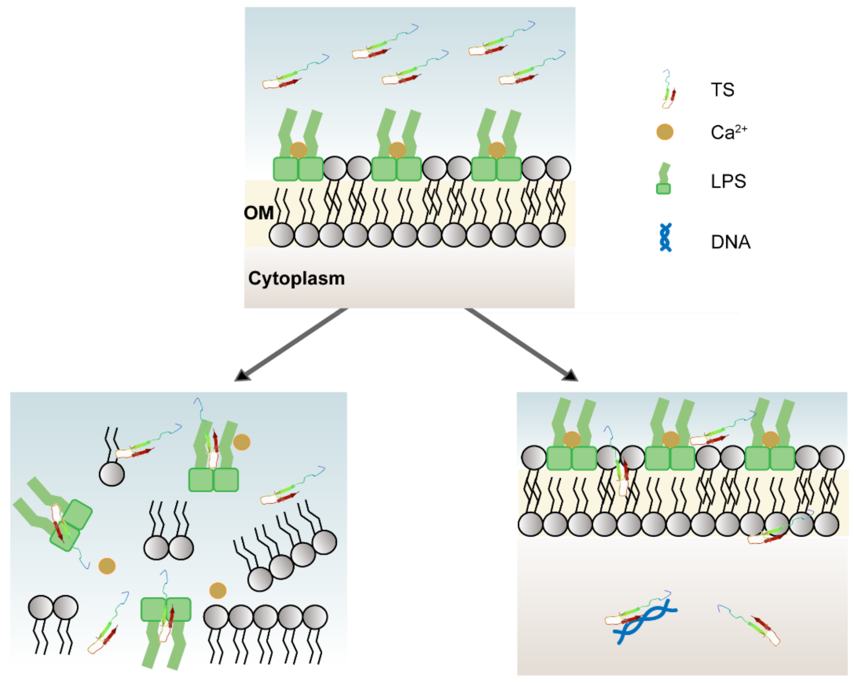 Molecules 26 00060 g007 Molecules 26 00060 g007
