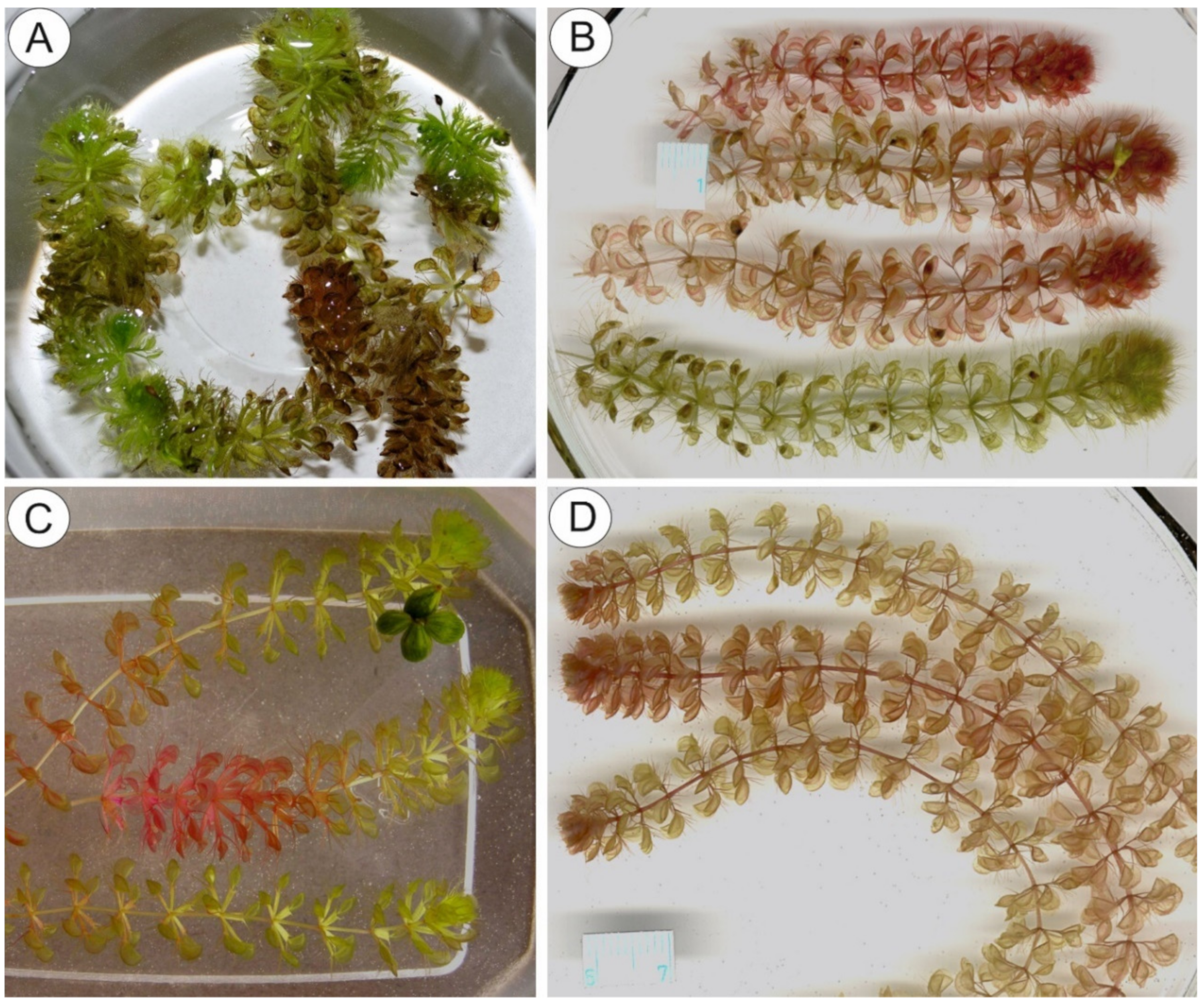 Molecules 26 00072 g001 Molecules 26 00072 g001
