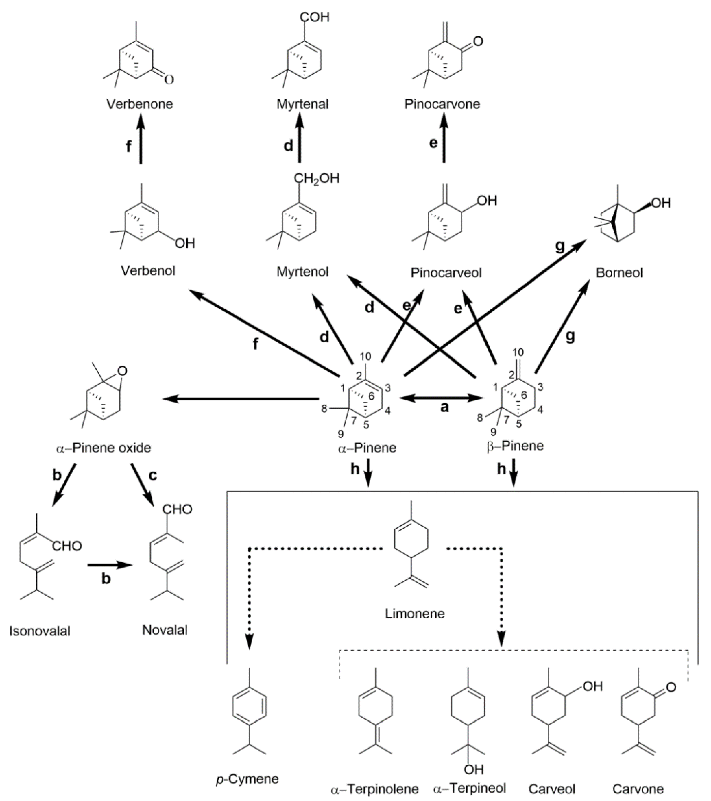 Molecules Free Full Text Current Advances In The Bacterial Toolbox For The Biotechnological Production Of Monoterpene Based Aroma Compounds Html