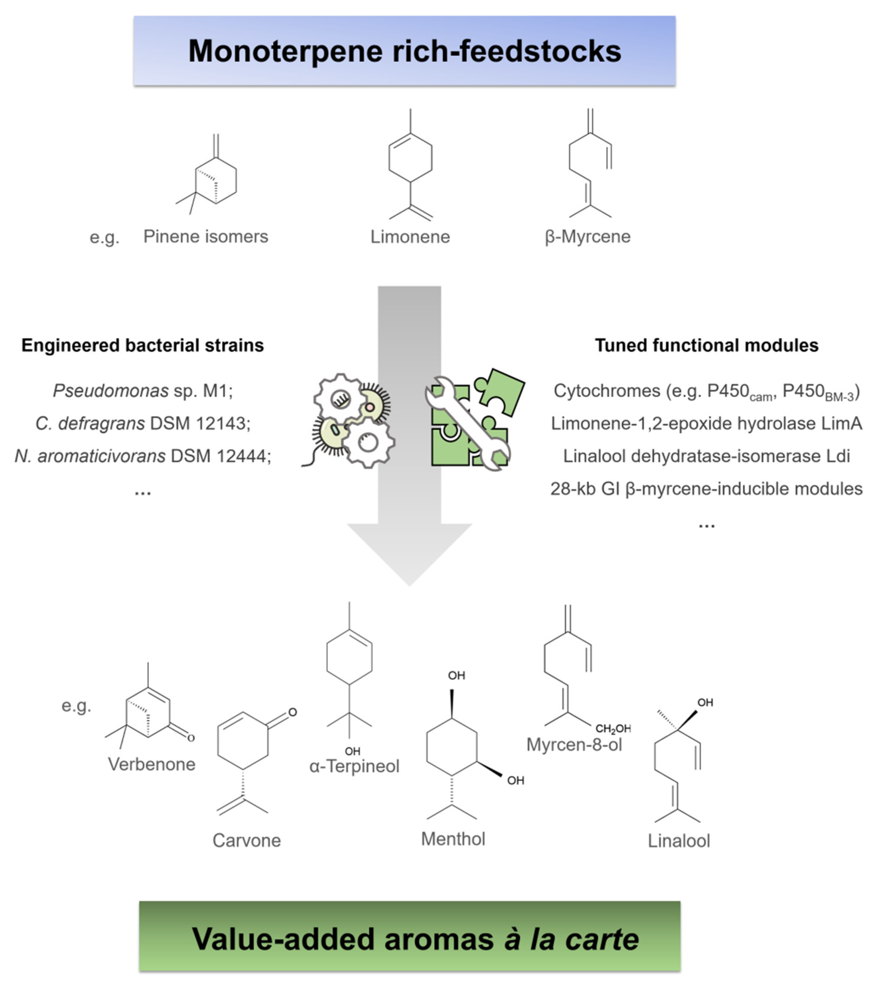Molecules Free Full Text Current Advances In The Bacterial Toolbox For The Biotechnological Production Of Monoterpene Based Aroma Compounds Html