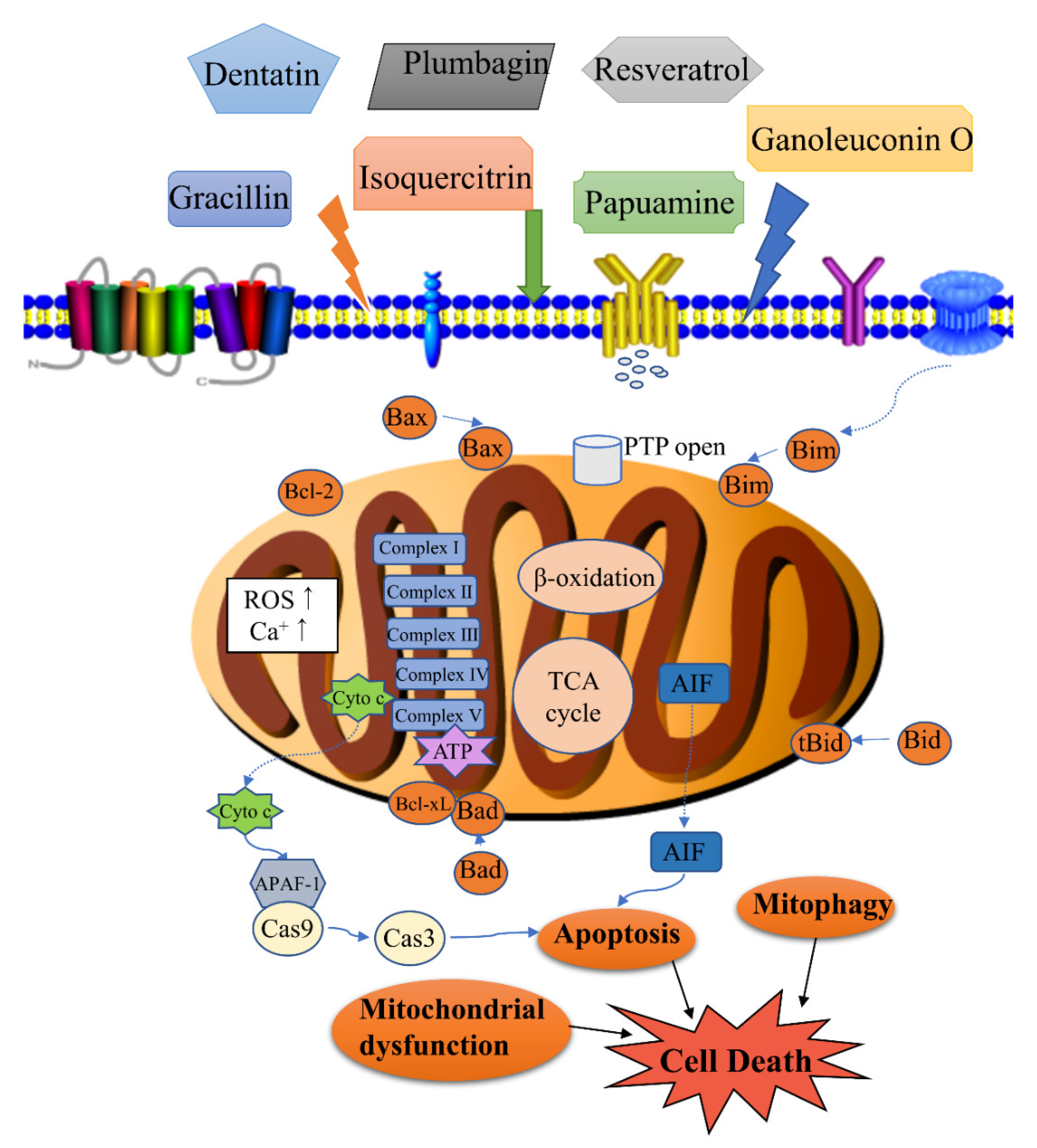 Natural Products Targeting the Mitochondria in Cancers