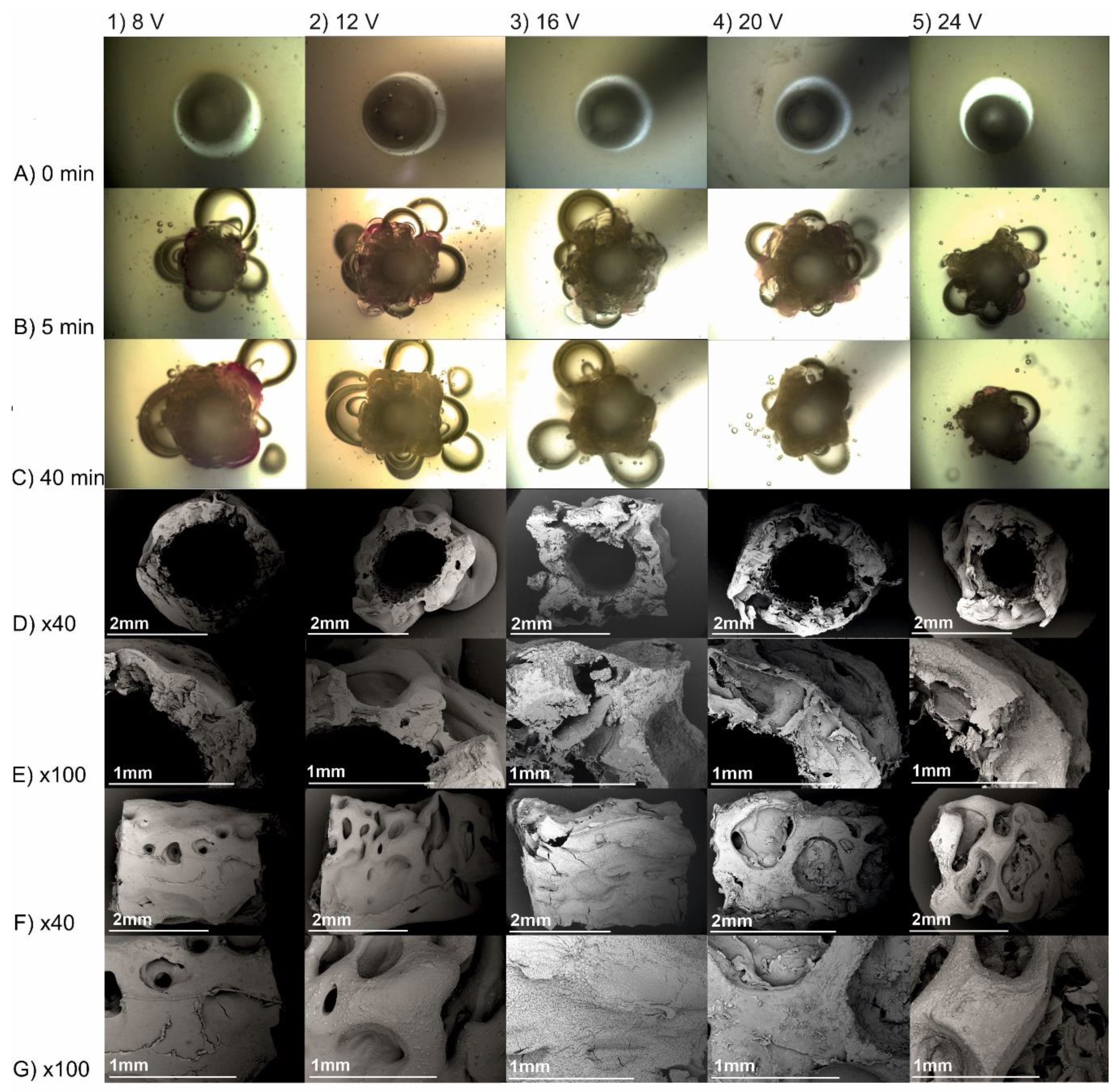 Molecules 26 00104 g005
