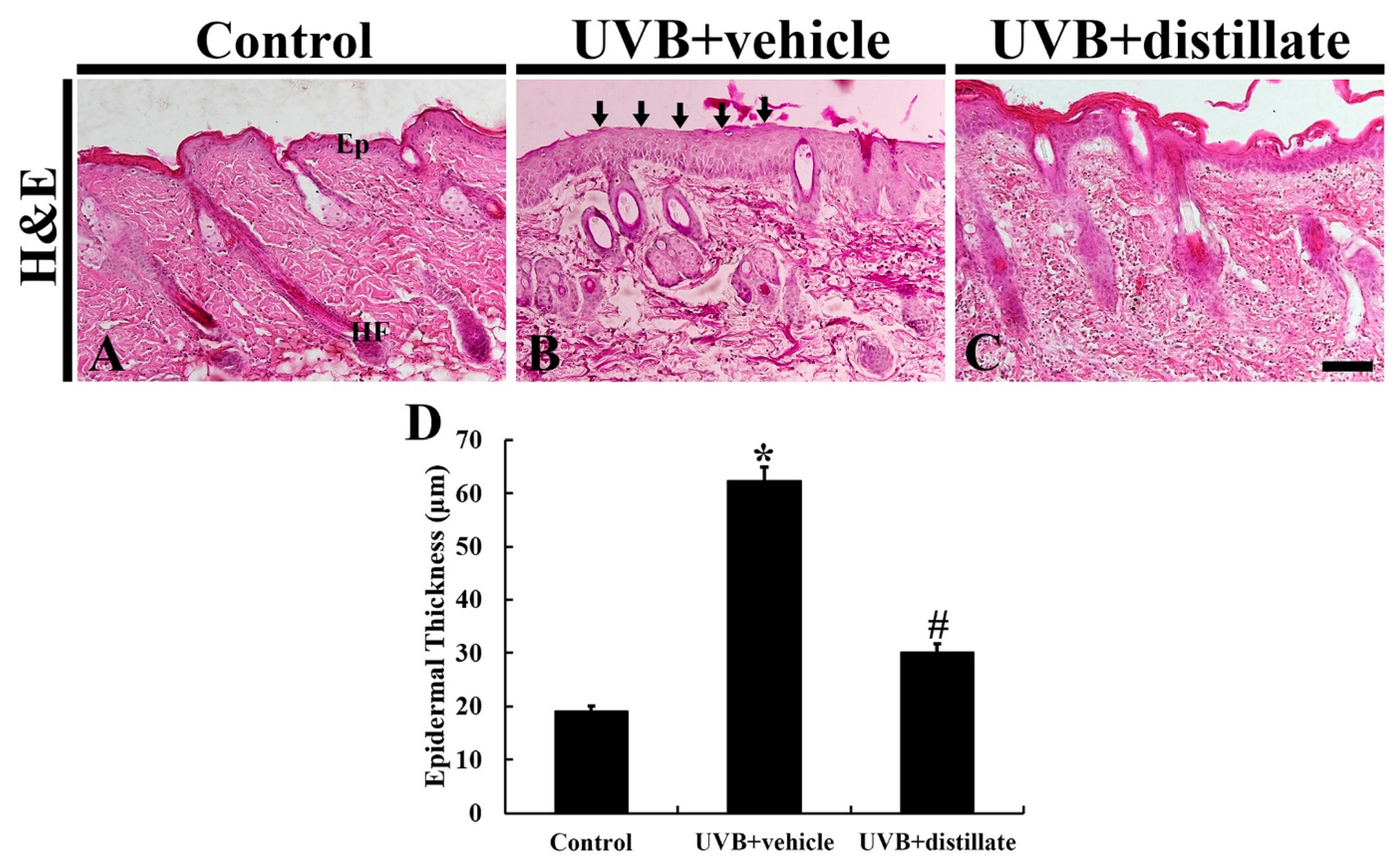 Molecules 26 00124 g003 Molecules 26 00124 g003