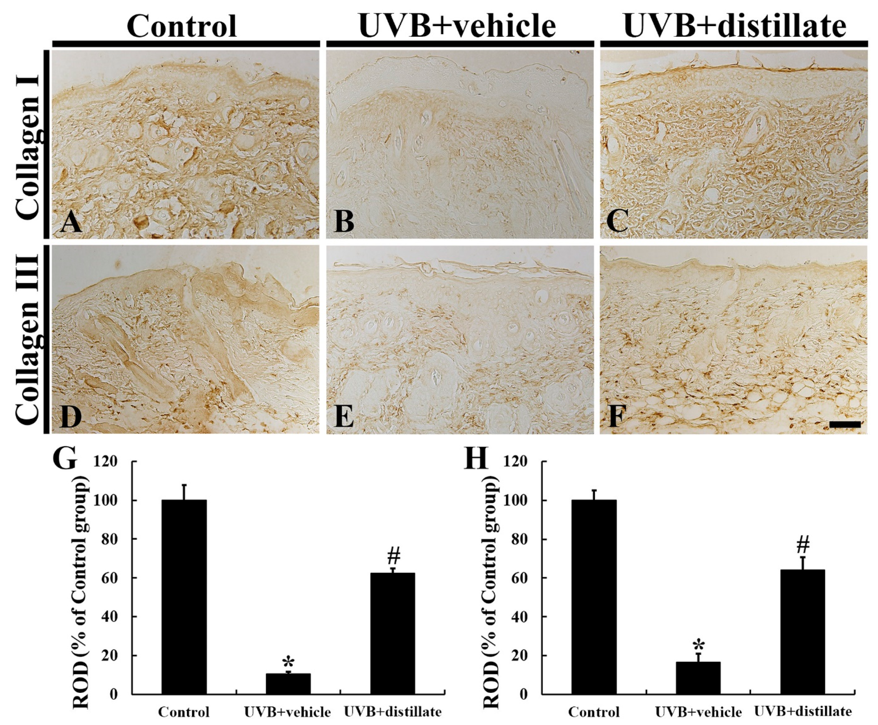 Molecules 26 00124 g004 Molecules 26 00124 g004