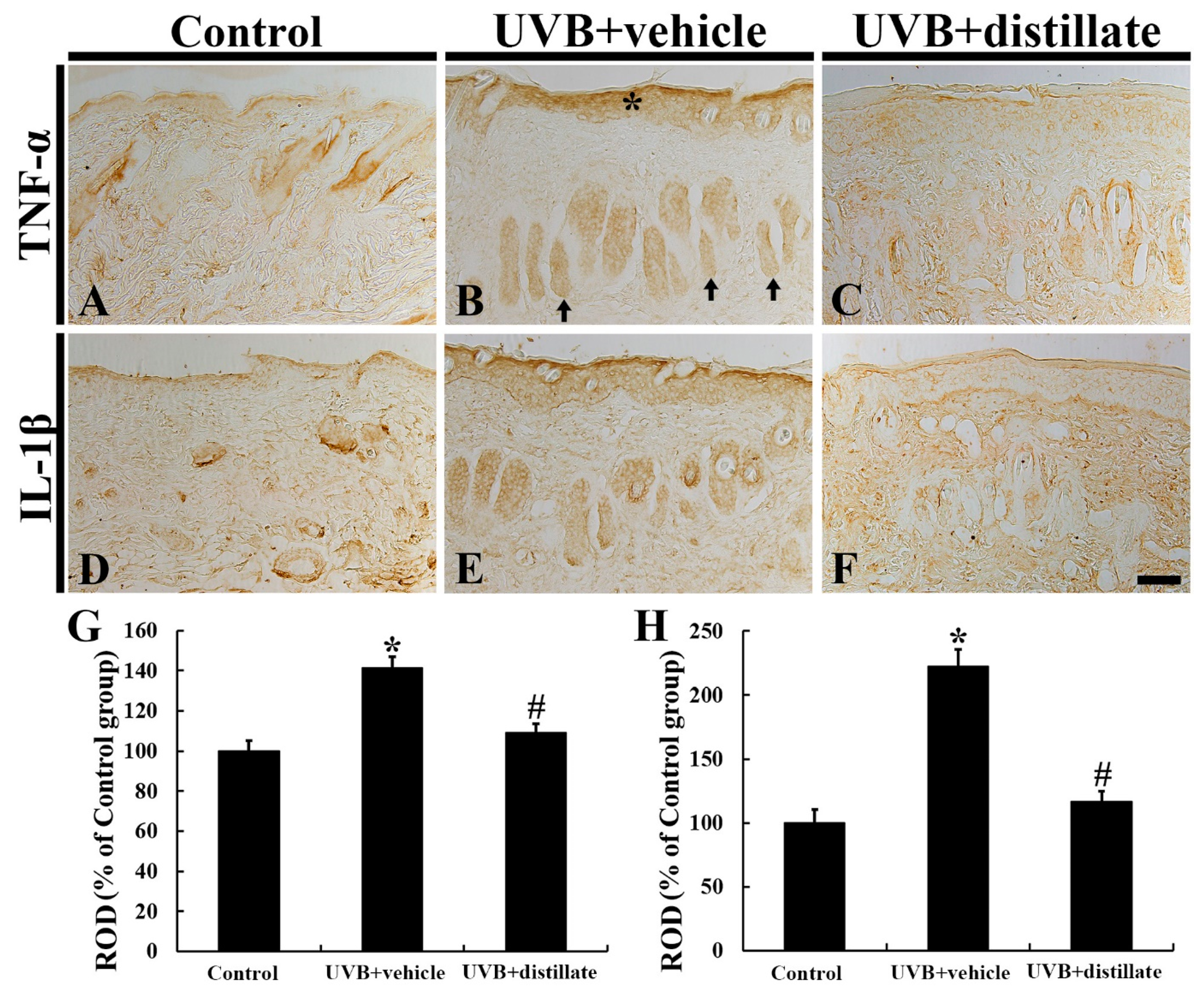 Molecules 26 00124 g005 Molecules 26 00124 g005