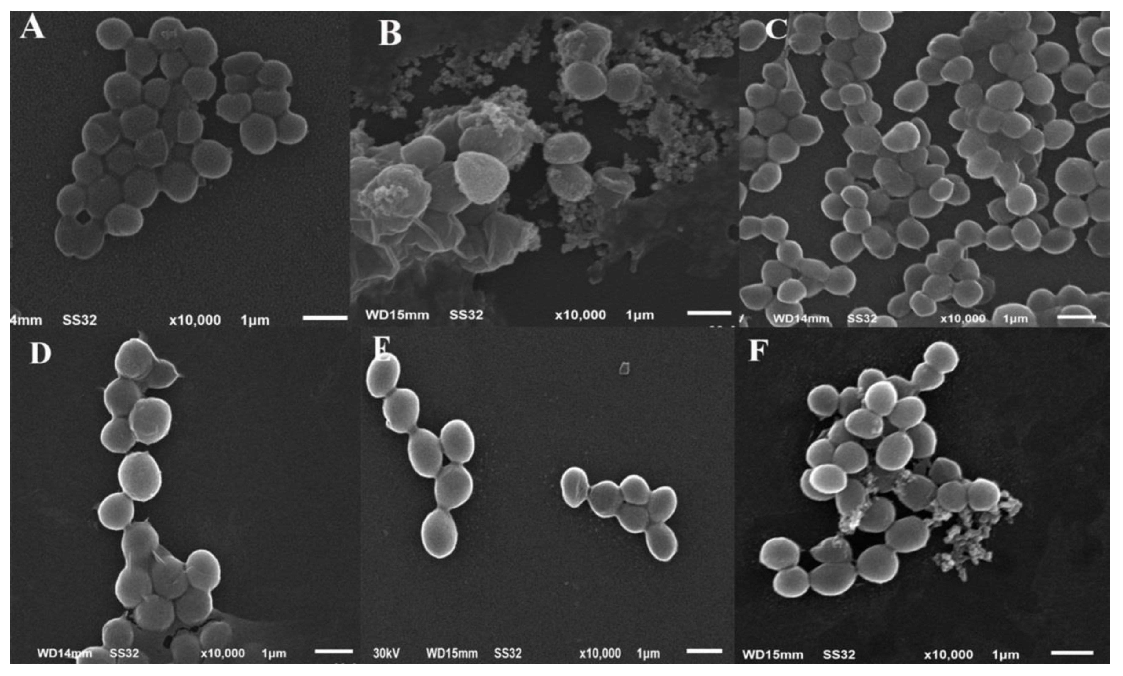 Molecules 26 00139 g005 Molecules 26 00139 g005