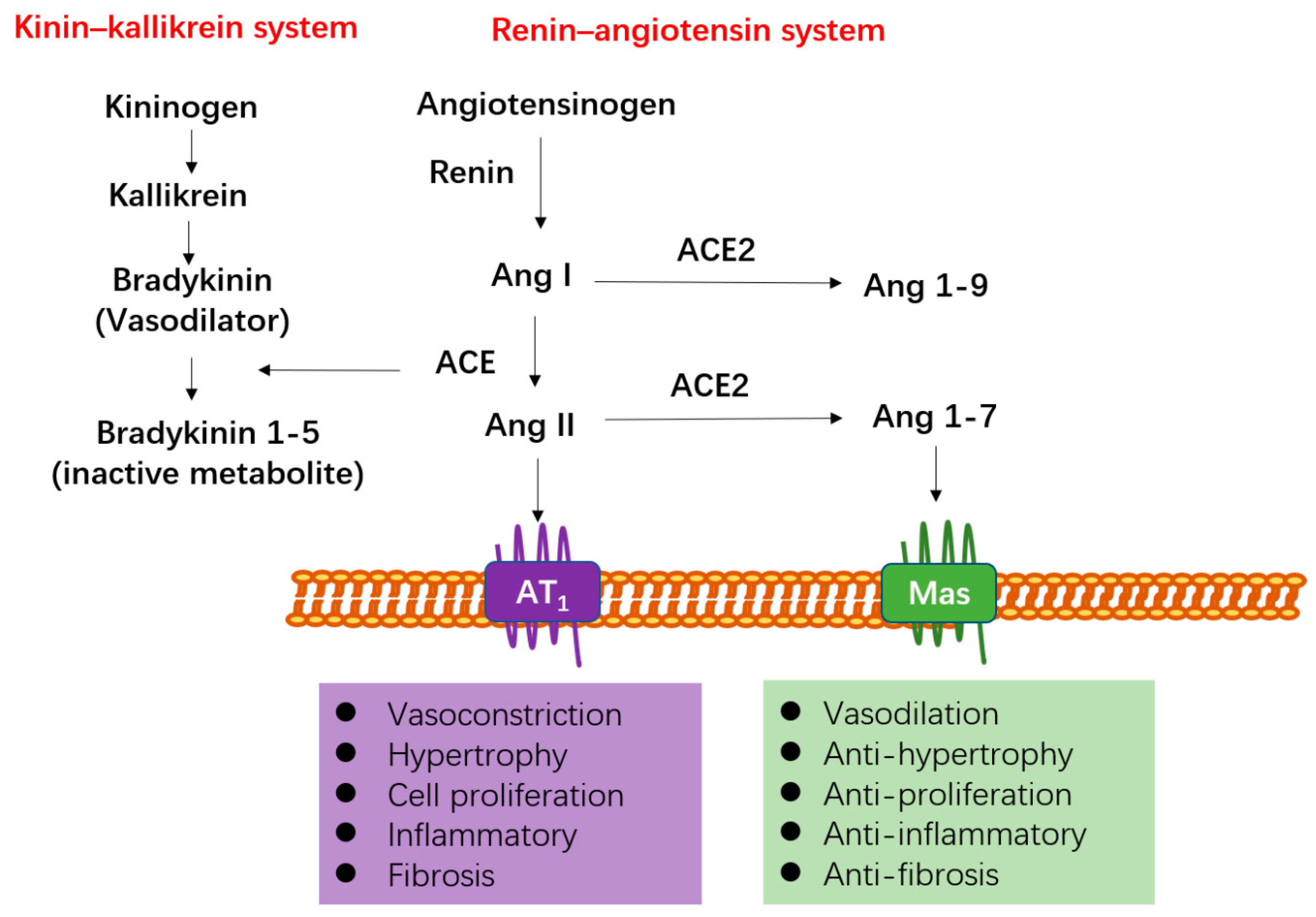 Molecules Free Full Text The Two Way Switch Role Of Ace2 In The Treatment Of Novel Coronavirus Pneumonia And Underlying Comorbidities Html