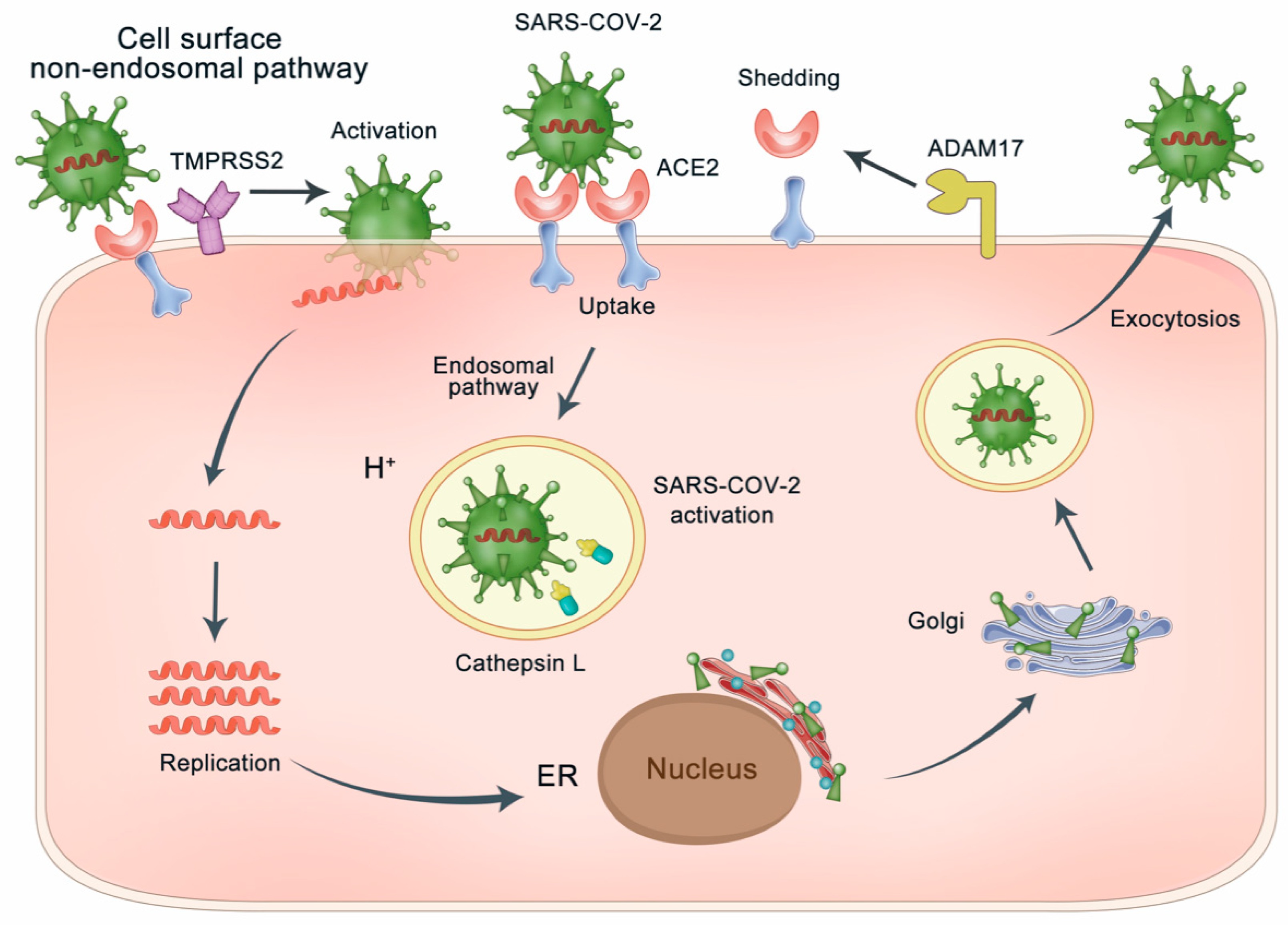 Molecules 26 00142 g003