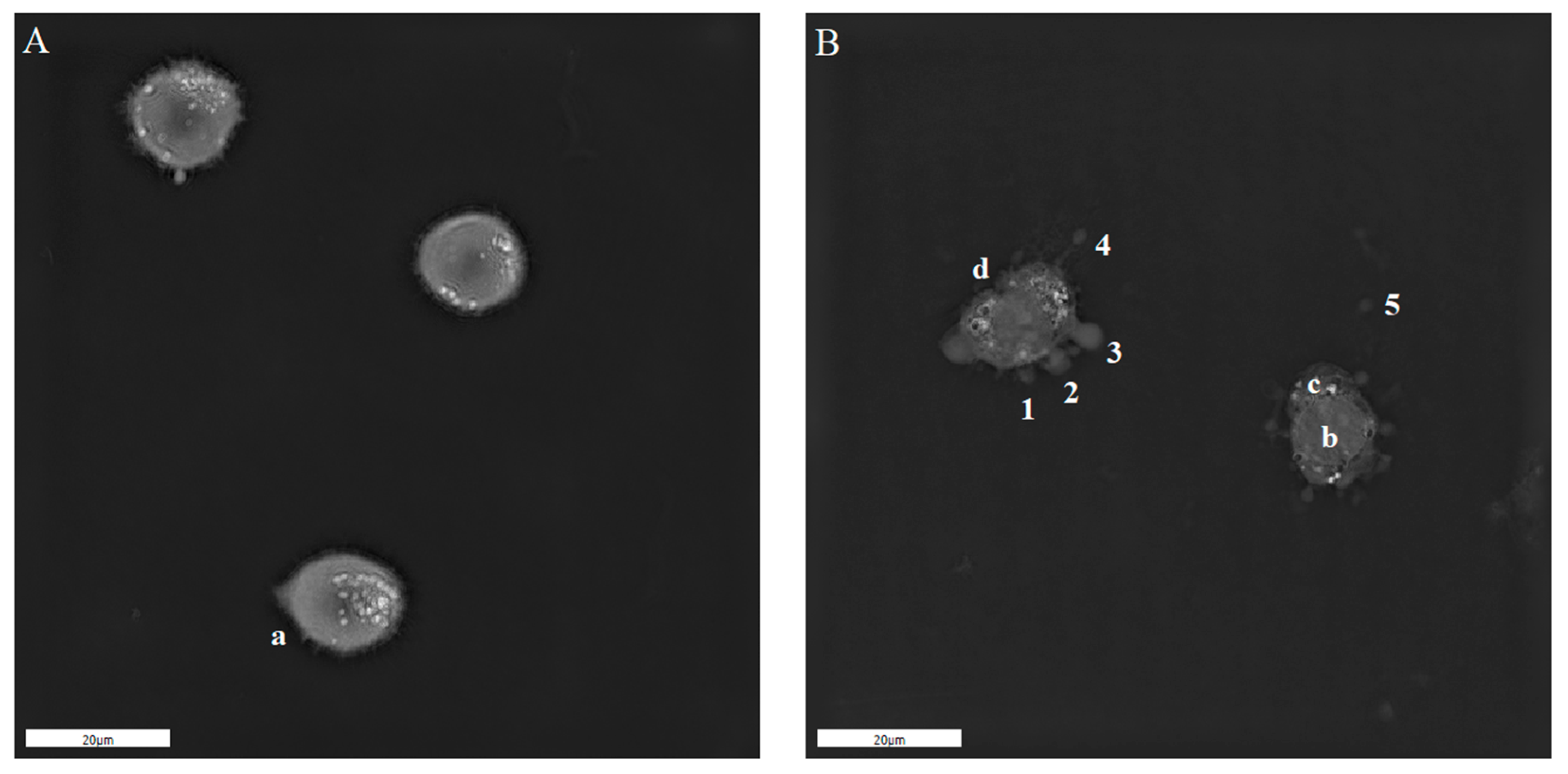 Molecules 26 00154 g005