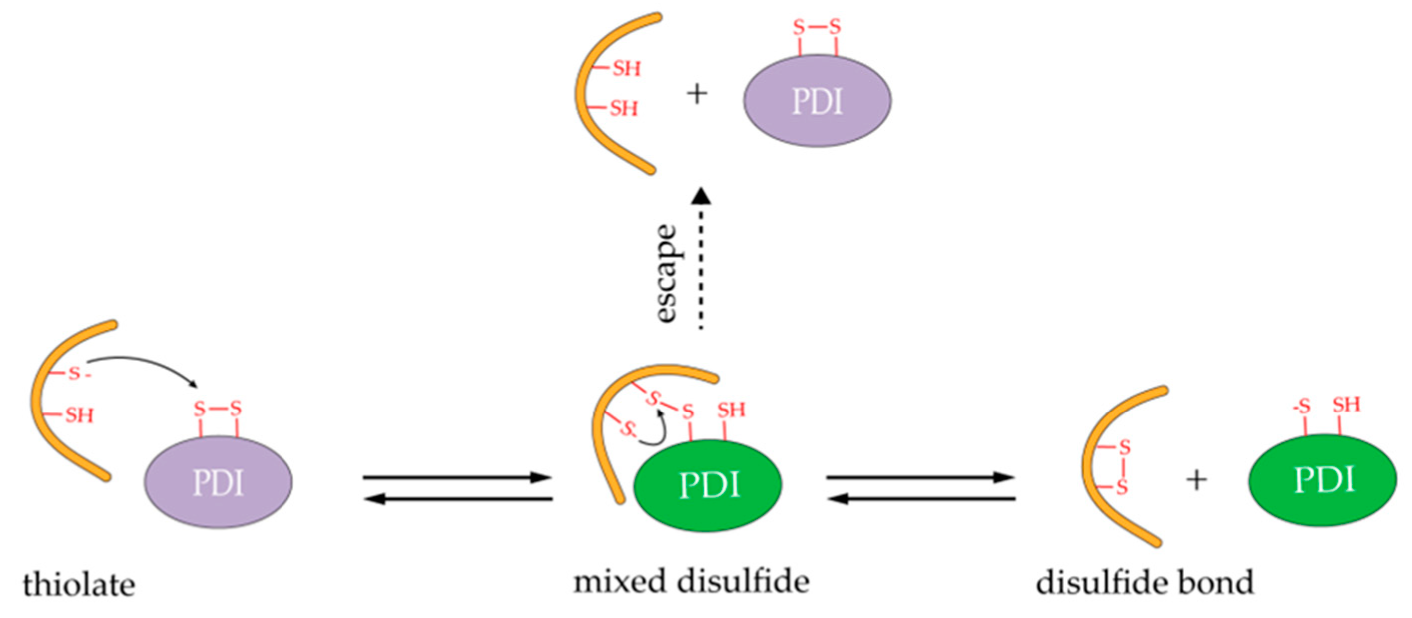 Molecules Free FullText PDIRegulated Disulfide Bond Formation in
