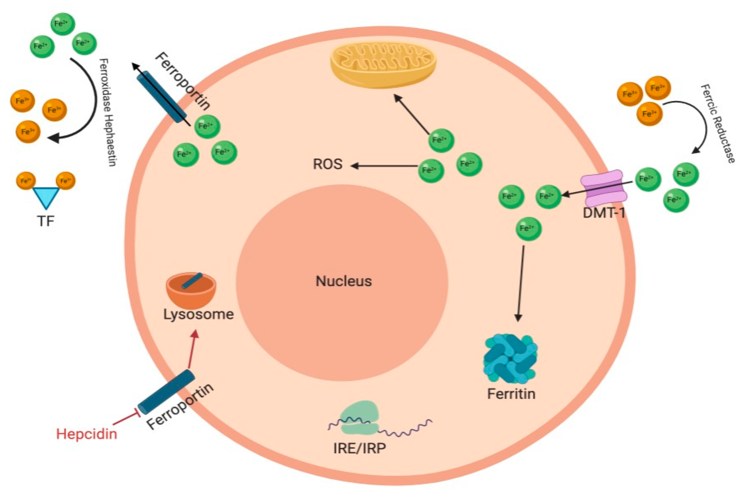 Molecules 26 00189 g001 Molecules 26 00189 g001