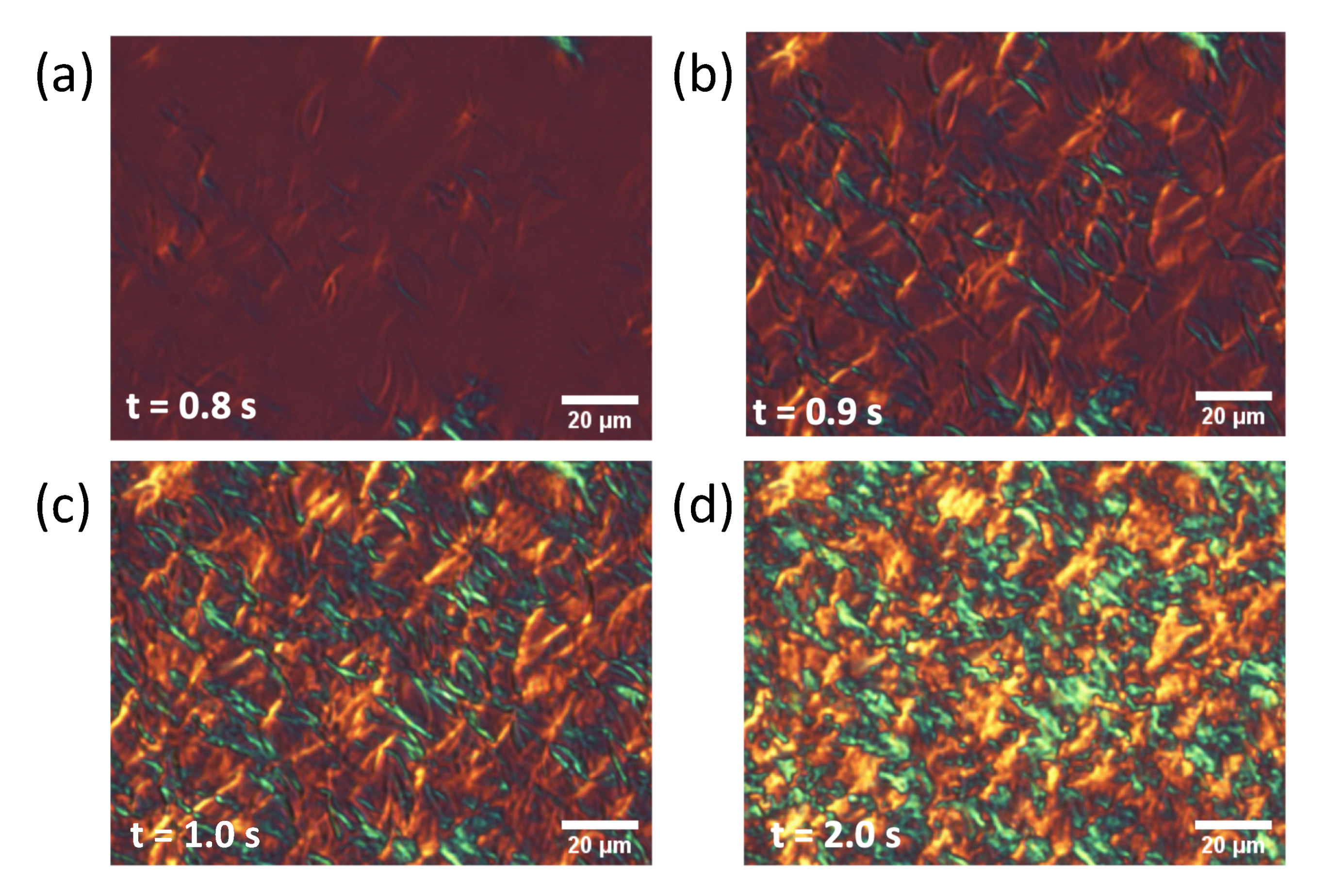 Molecules 26 00220 g006