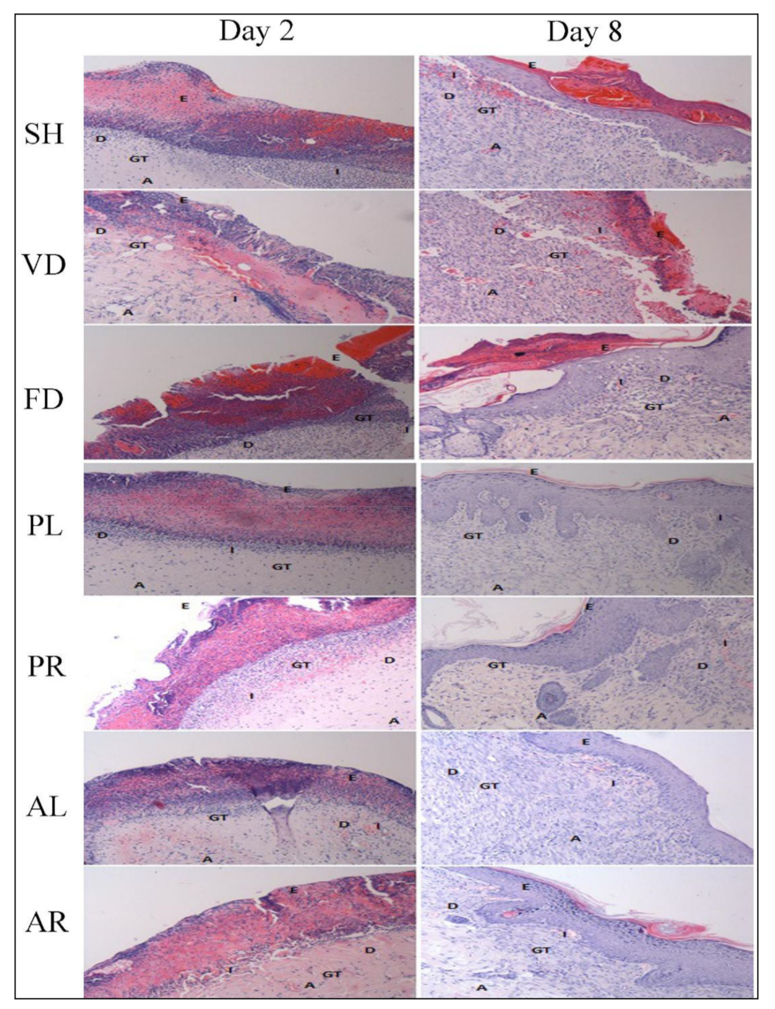 治癒の病理 = Pathology of Wound Healing 裁断済み 本