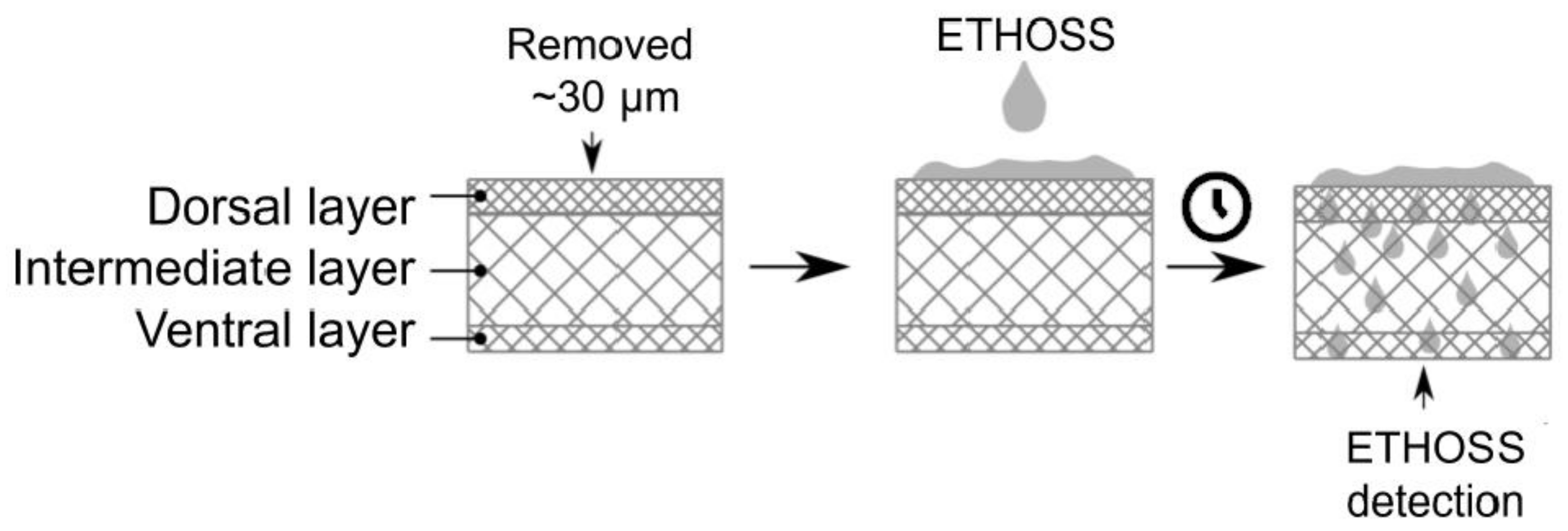 Molecules 26 00236 g003 Molecules 26 00236 g003