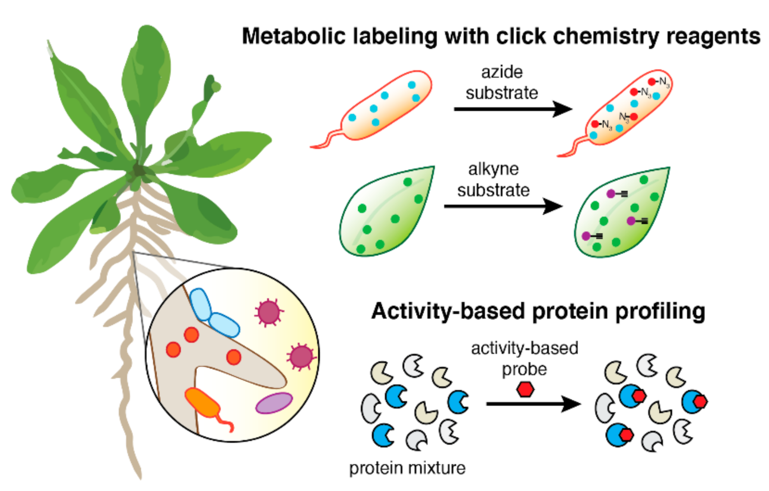 Molecules 26 00243 g001 Molecules 26 00243 g001