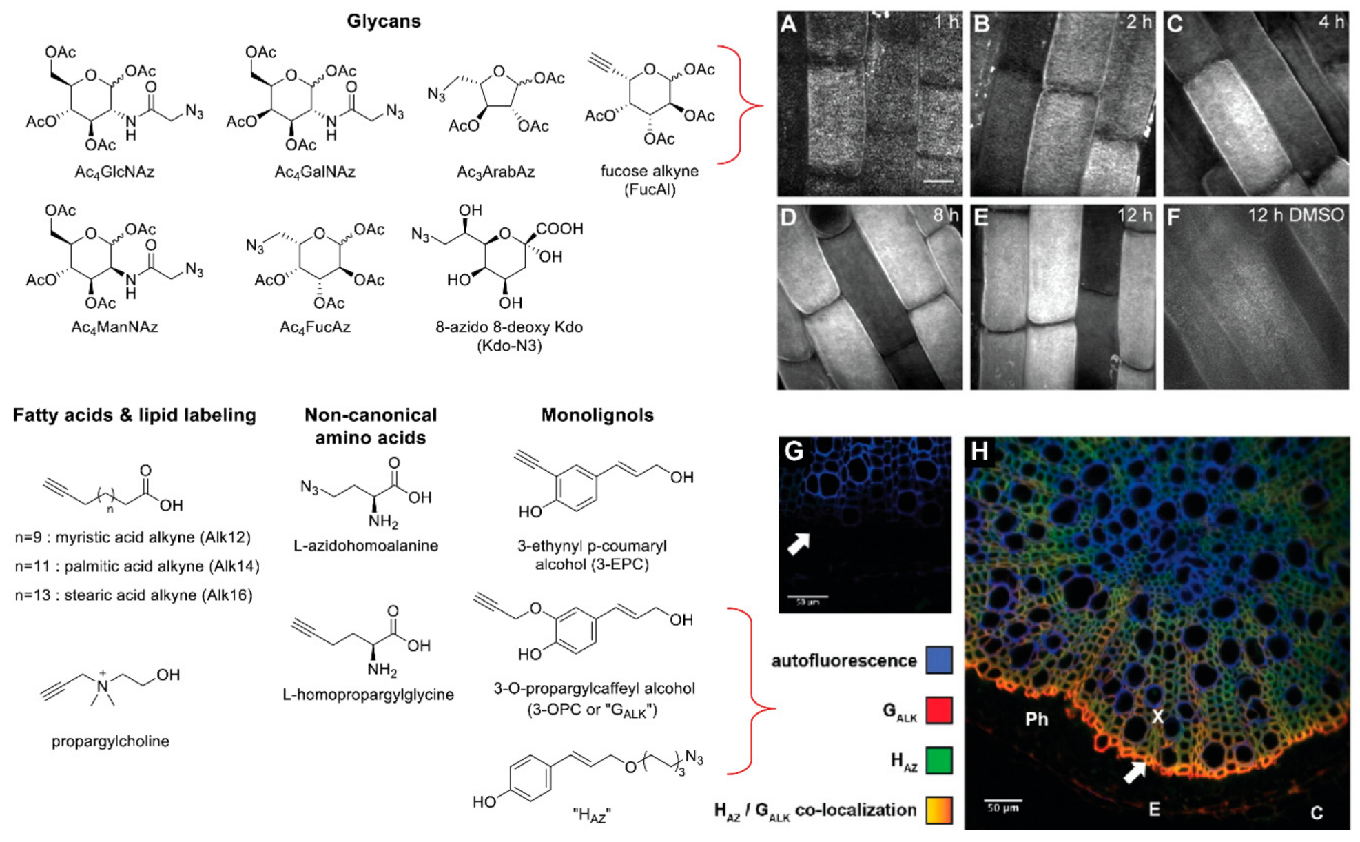 Molecules 26 00243 g002 Molecules 26 00243 g002