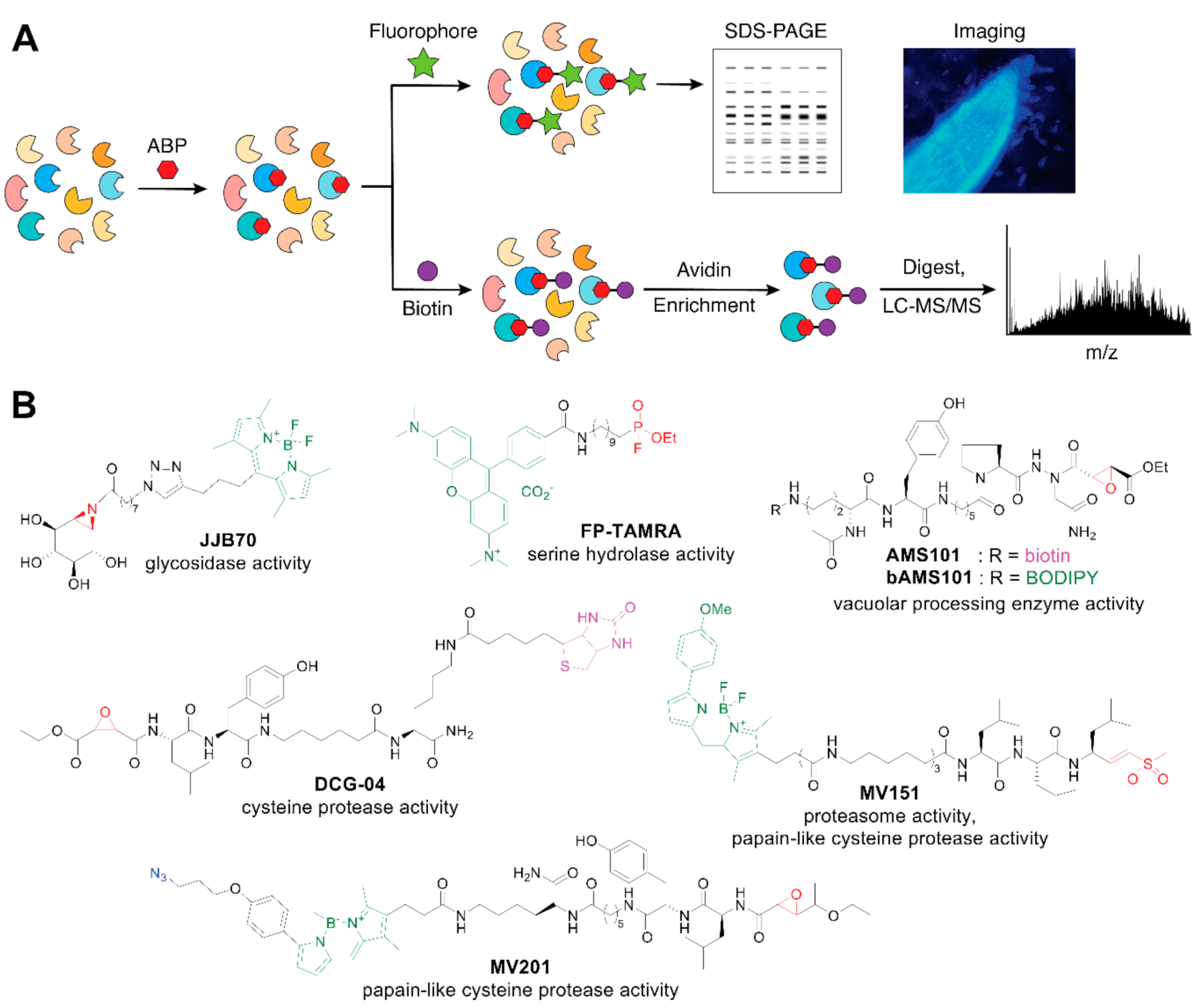 Molecules 26 00243 g004 Molecules 26 00243 g004