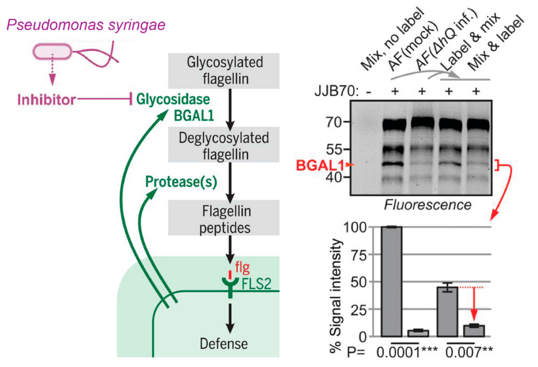 Molecules 26 00243 g005 Molecules 26 00243 g005