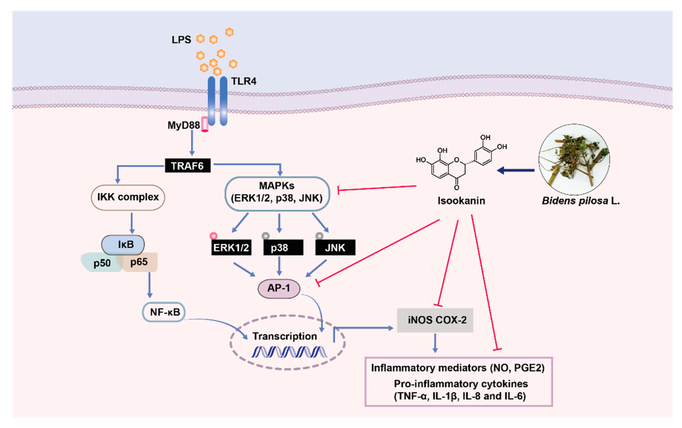 Molecules 26 00255 g008 Molecules 26 00255 g008