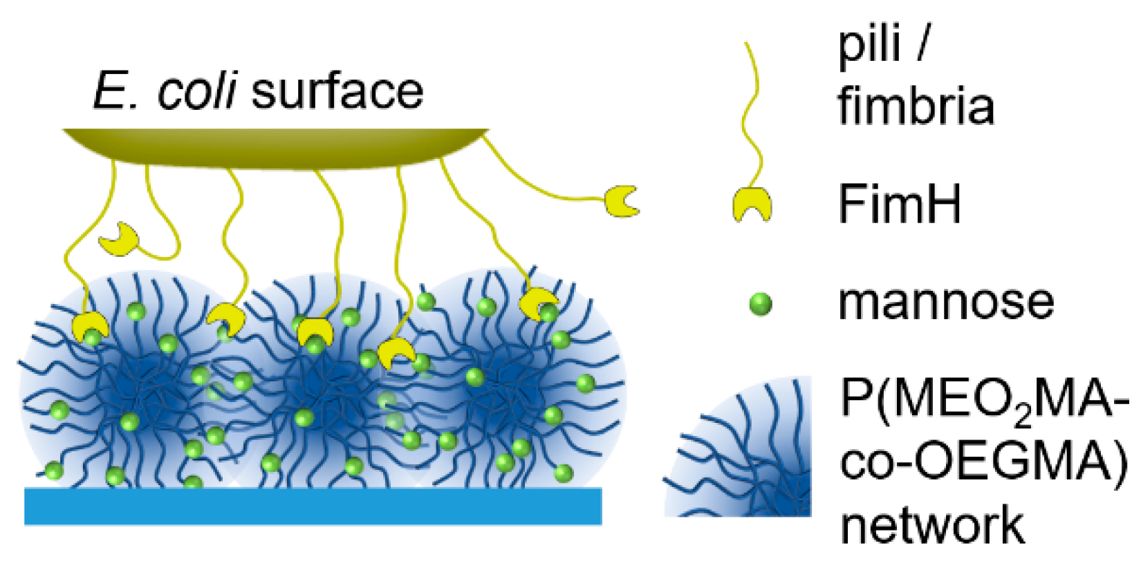 Molecules 26 00263 g001 Molecules 26 00263 g001