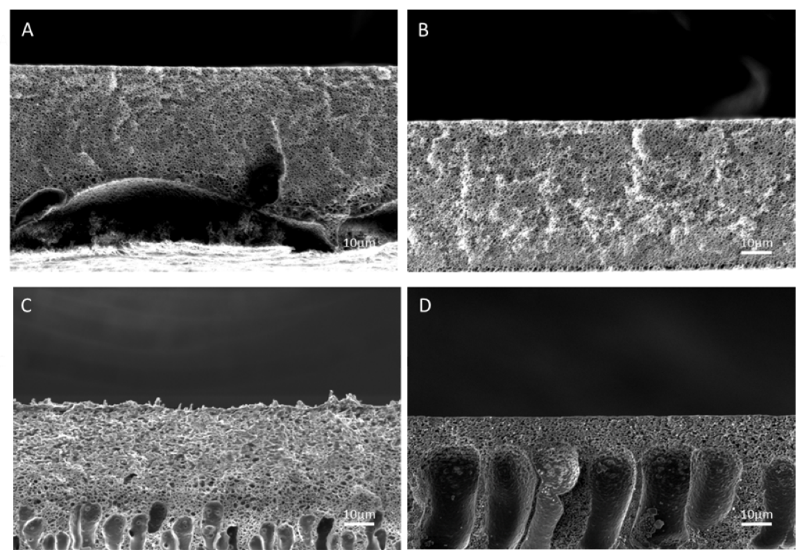 Molecules 26 00265 g010 Molecules 26 00265 g010