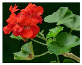 Molecules 26 00317 i001 Molecules 26 00317 i001