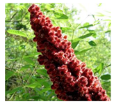 Molecules 26 00317 i002 Molecules 26 00317 i002