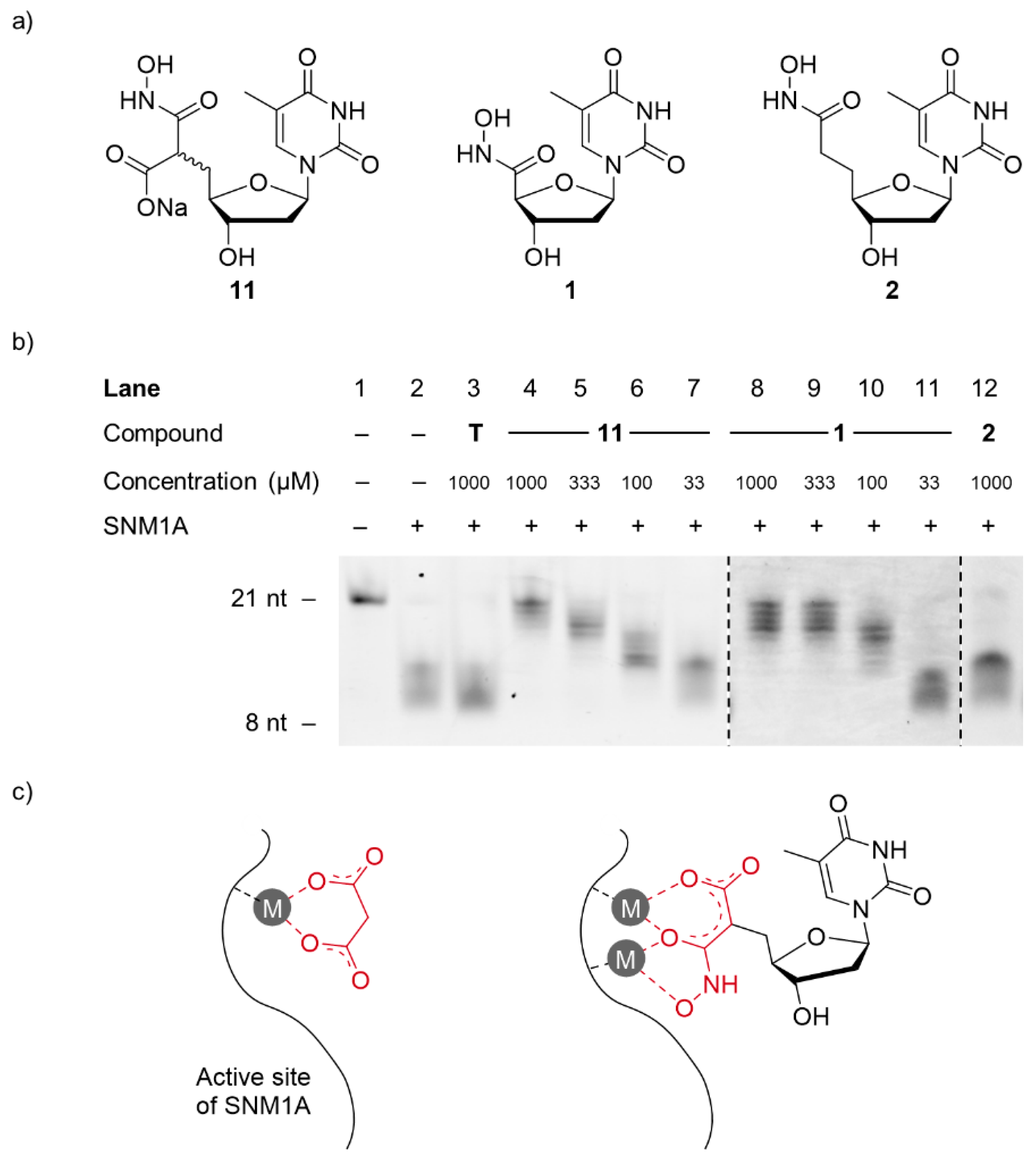 Molecules 26 00320 g005