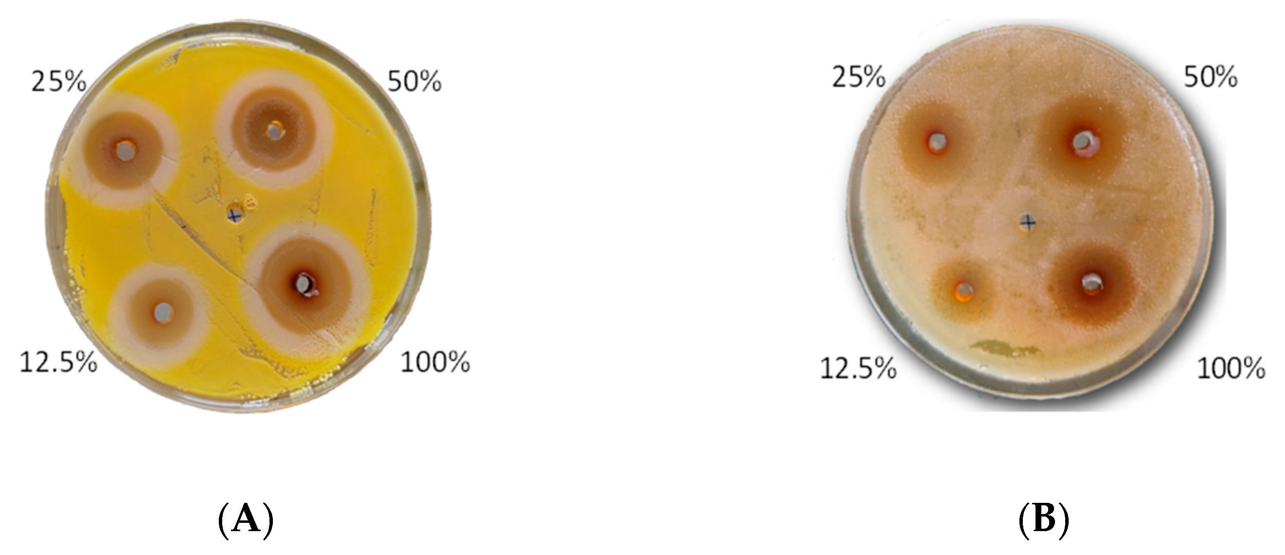Molecules 26 00329 g004