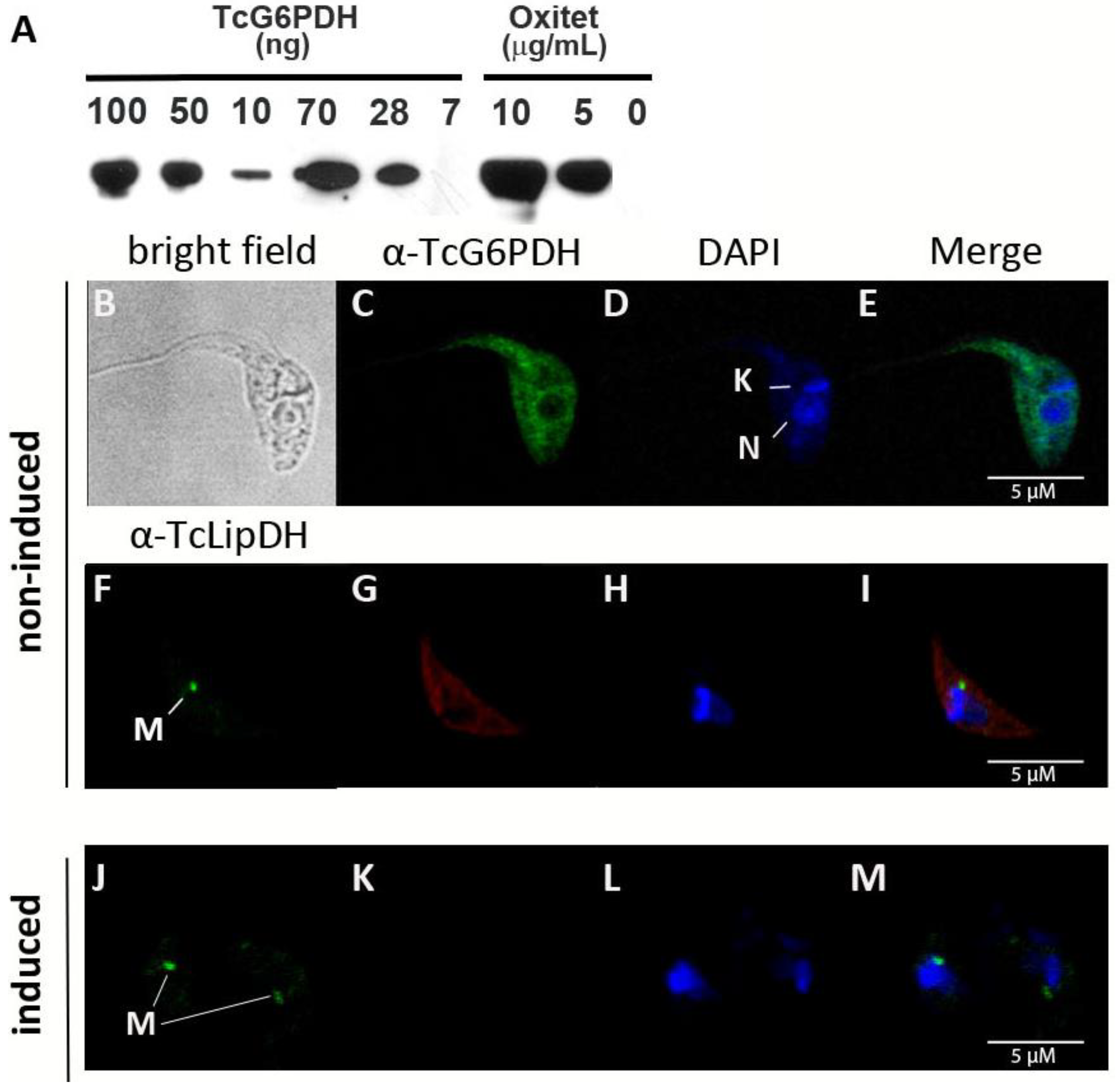 Molecules 26 00358 g001 Molecules 26 00358 g001