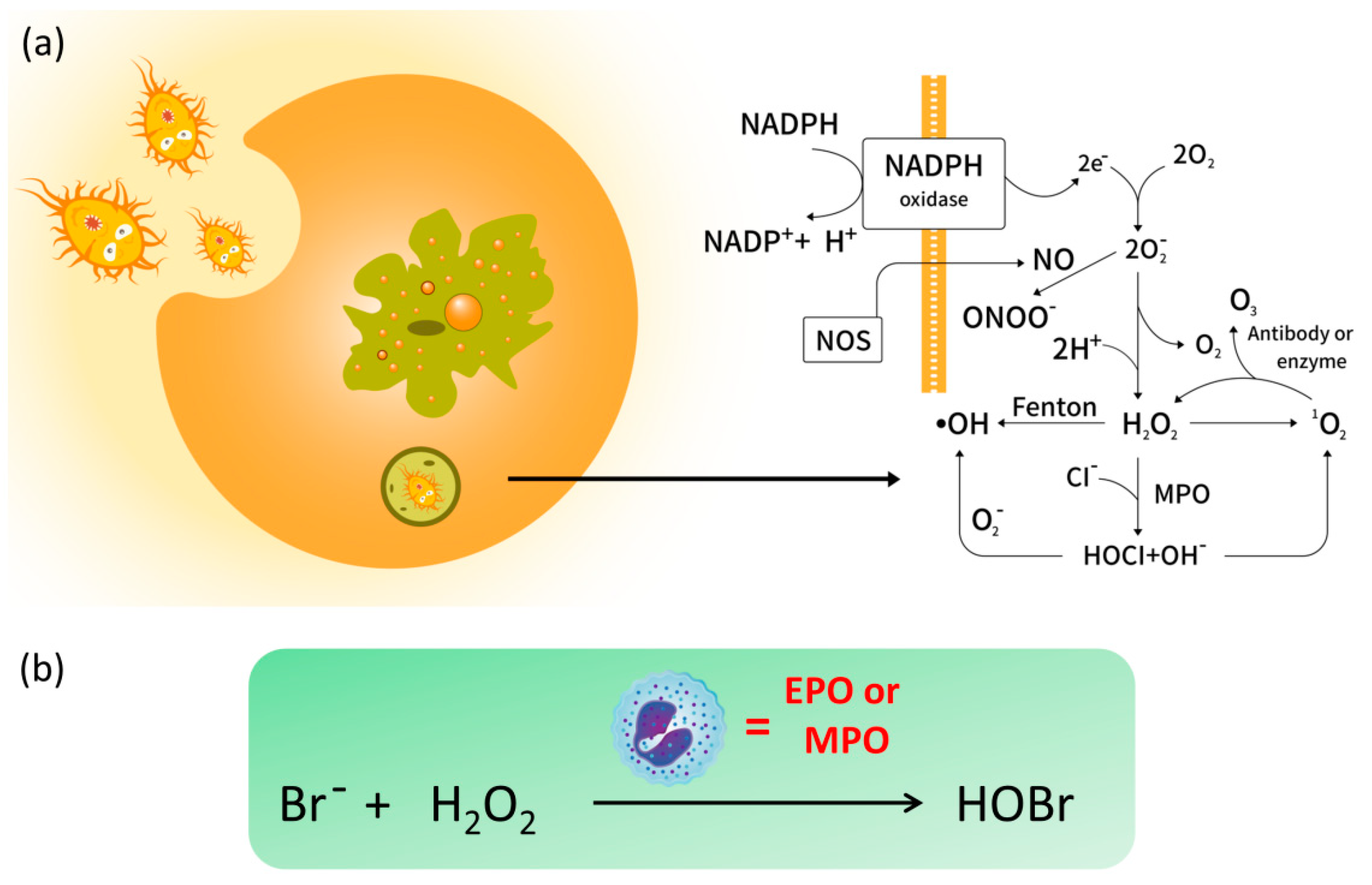 Molecules 26 00363 g001 Molecules 26 00363 g001