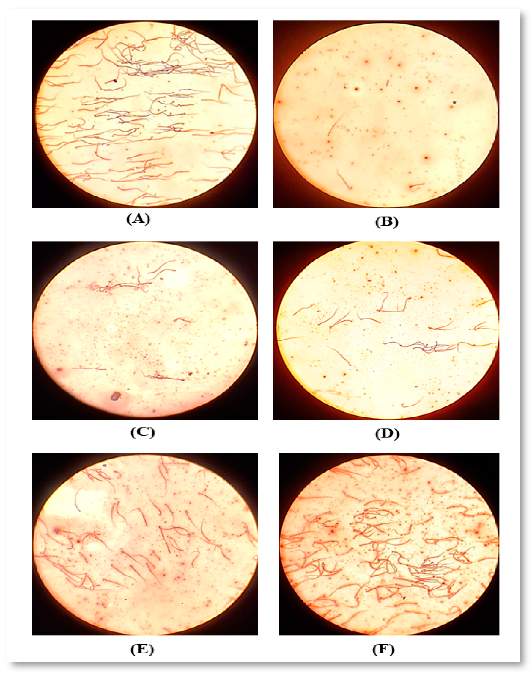 Molecules 26 00408 g009