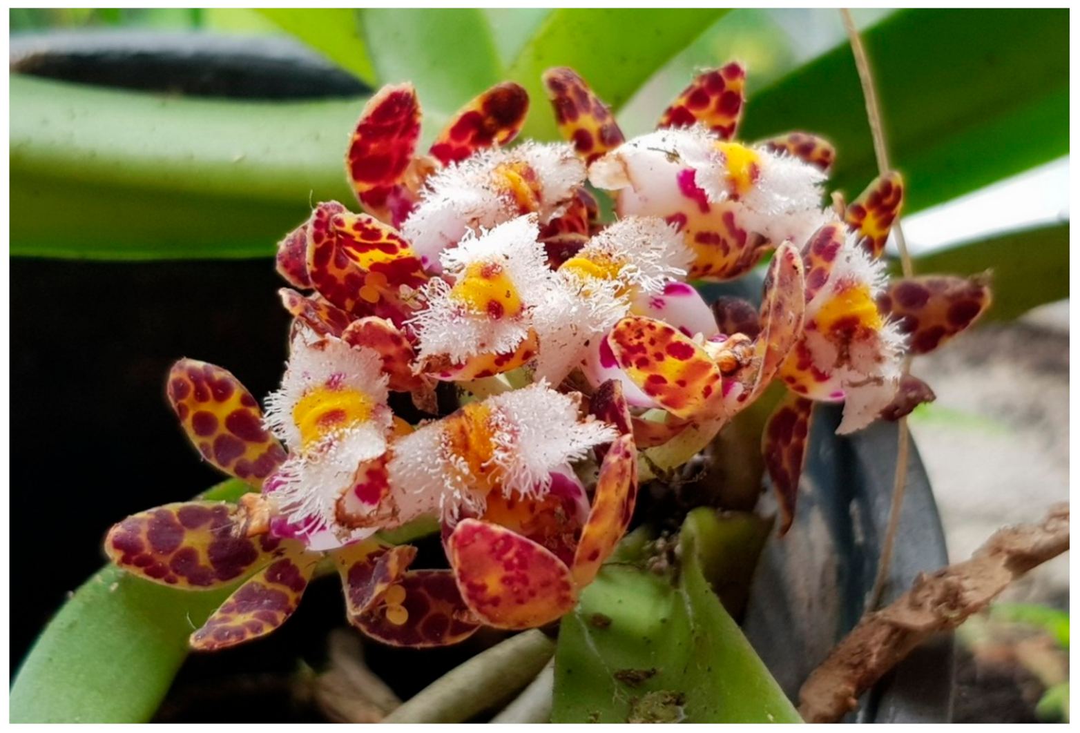 Molecules 26 00418 g001 Molecules 26 00418 g001