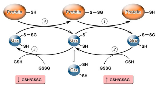 Molecules 26 00435 g001 550