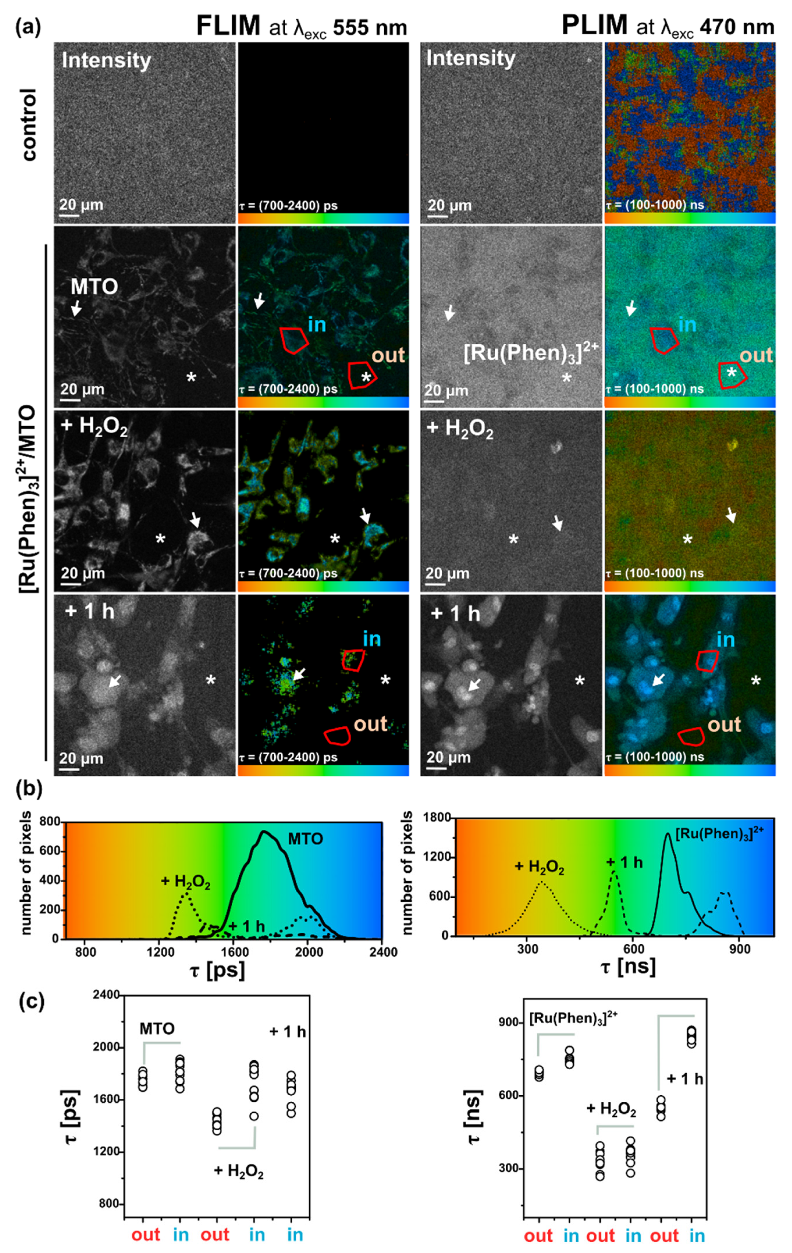 Molecules 26 00485 g009