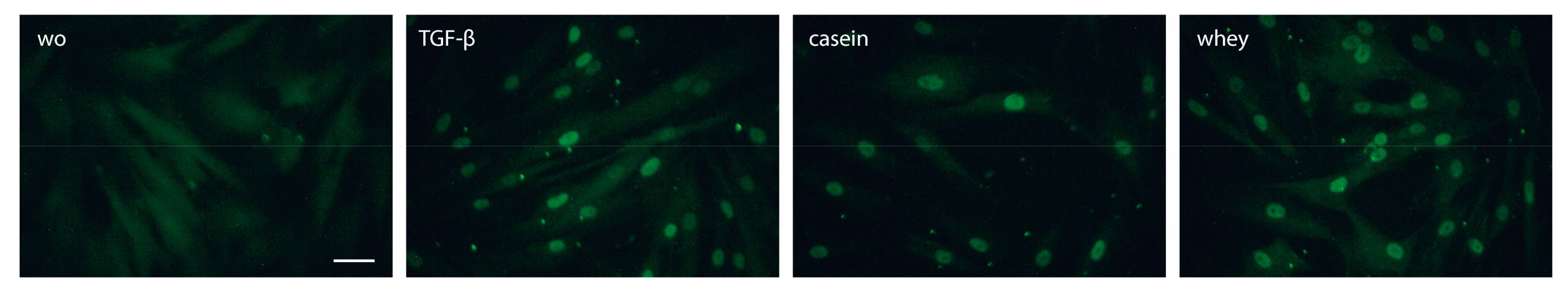 Molecules 26 00507 g008 Molecules 26 00507 g008